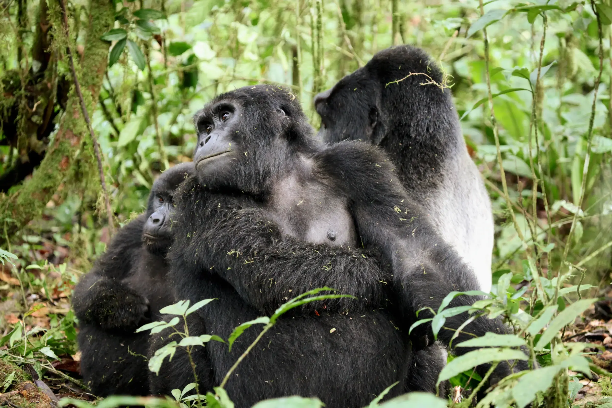 Eine Berggorilla-Mutter mit ihrem Jungen im dichten Regenwald des Bwindi-Nationalparks, im Hintergrund ein Silberrücken.