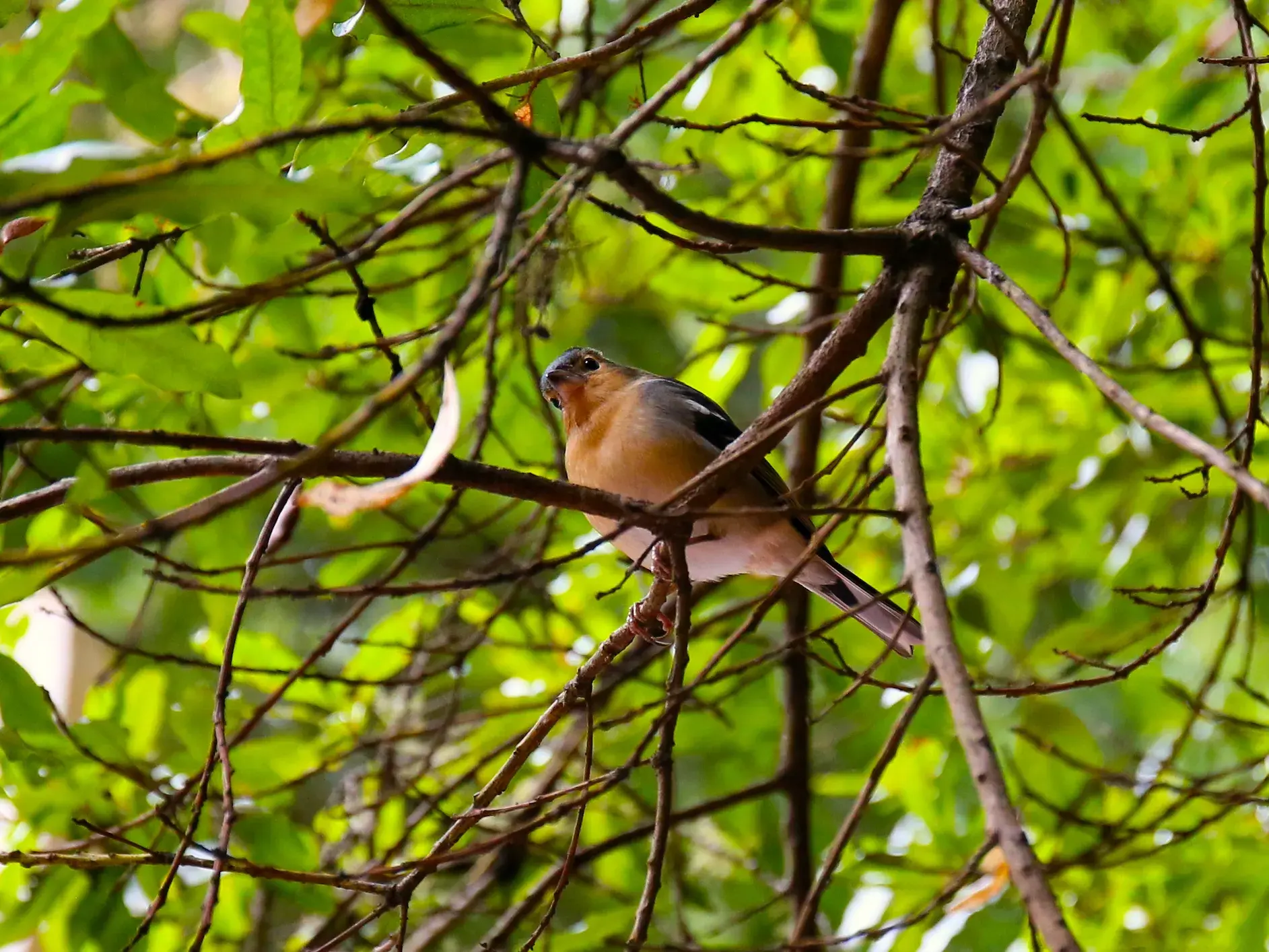 Ein heimischer Fink sitzt auf einem Ast im dichten, grünen Lorbeerwald des Garajonay Nationalparks auf La Gomera.