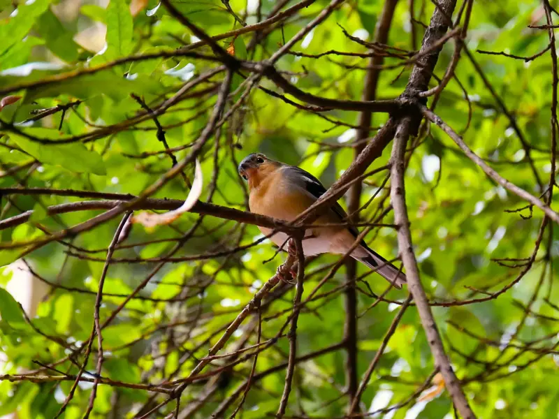 Ein heimischer Fink sitzt auf einem Ast im dichten, grünen Lorbeerwald des Garajonay Nationalparks auf La Gomera.