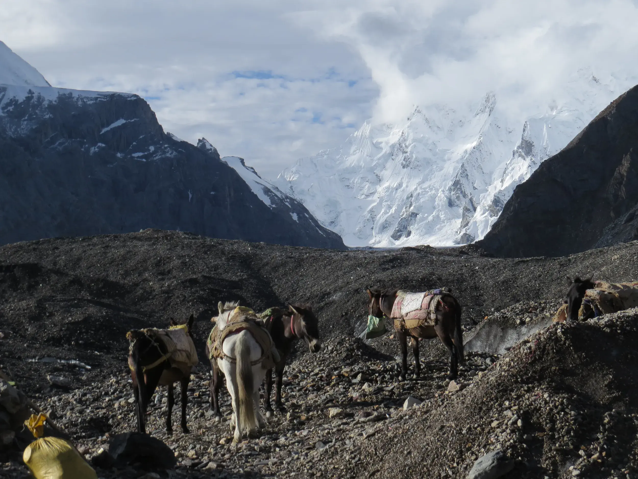 Packtiere transportieren Gepäck über die Geröllmoräne des Baltoro-Gletschers vor schneebedeckten Gipfeln des Karakorum.