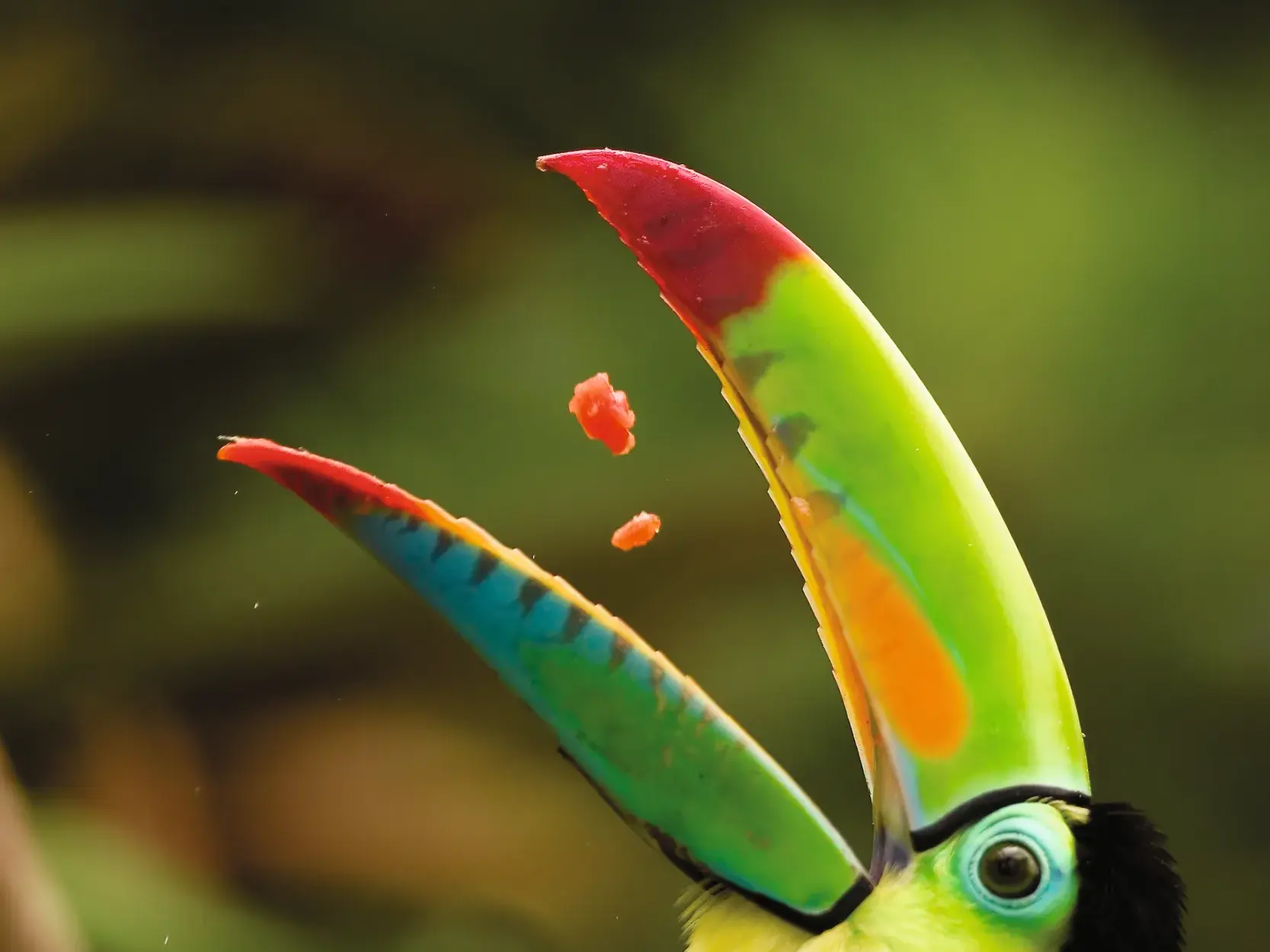 Nahaufnahme des farbenprächtigen Schnabels eines Regenbogentukans in Costa Rica, der rote Fruchtstücke fängt.