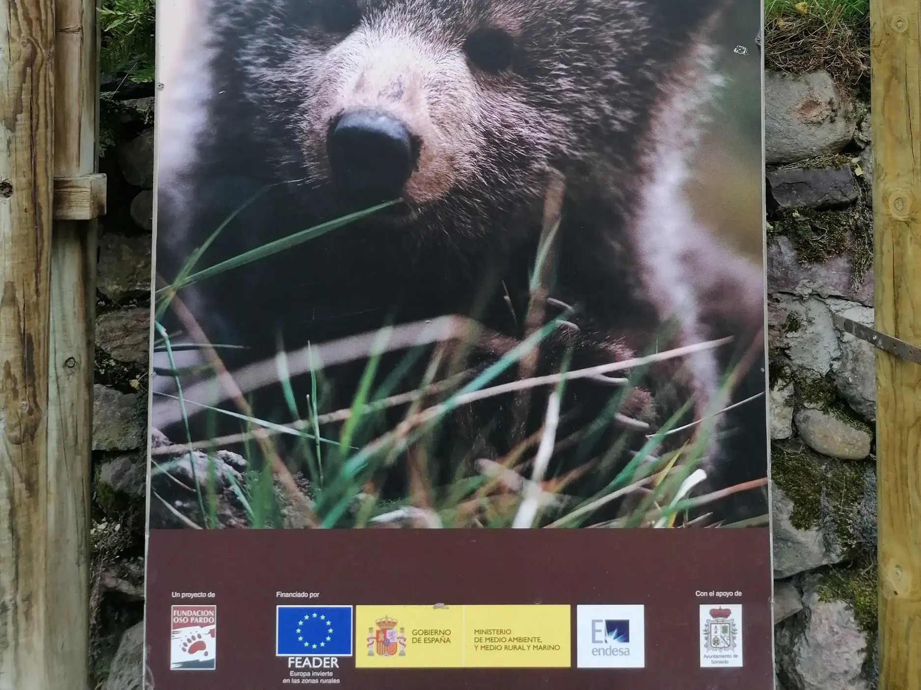 Infotafel der Fundación Oso Pardo mit Nahaufnahme eines Braunbären im Naturpark Somiedo während einer Wanderreise in Asturien.