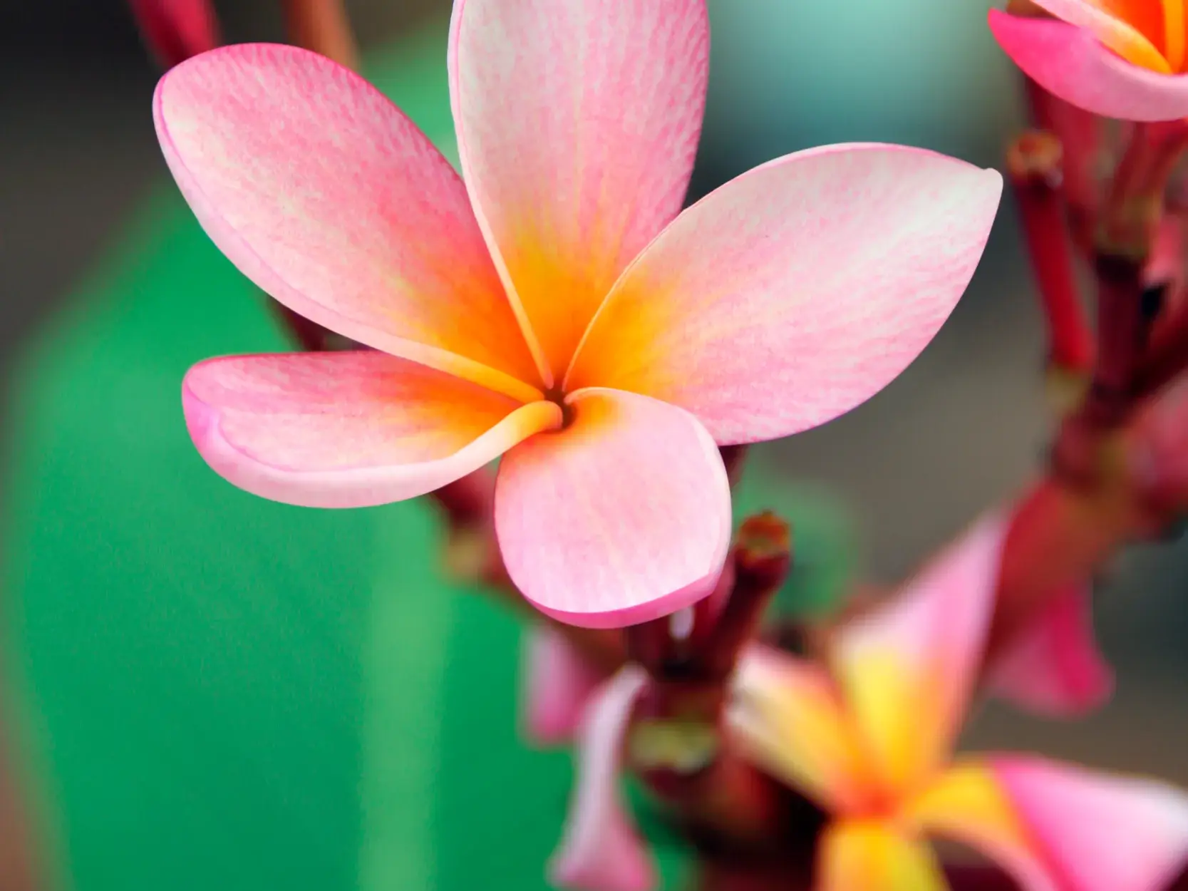 Eine duftende Frangipani-Blüte in Rosa und Gelb, mit der Gäste auf einer Studiosus-Studienreise auf Tonga begrüßt werden.