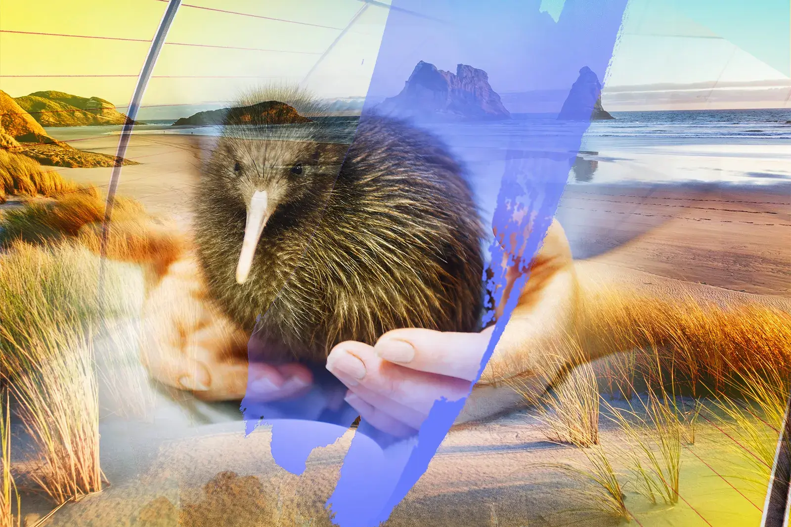 Künstlerische Collage einer Neuseeland-Rundreise: ein Kiwi in Händen vor einer malerischen Küste mit Felsformationen.