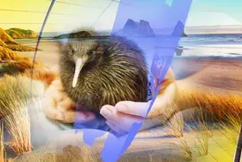 Künstlerische Collage einer Neuseeland-Rundreise: ein Kiwi in Händen vor einer malerischen Küste mit Felsformationen.