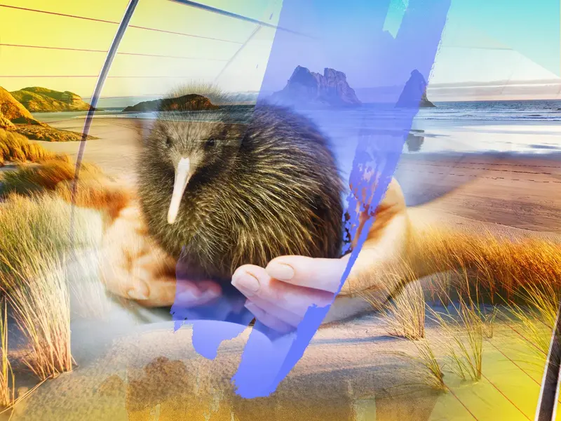 Künstlerische Collage einer Neuseeland-Rundreise: ein Kiwi in Händen vor einer malerischen Küste mit Felsformationen.