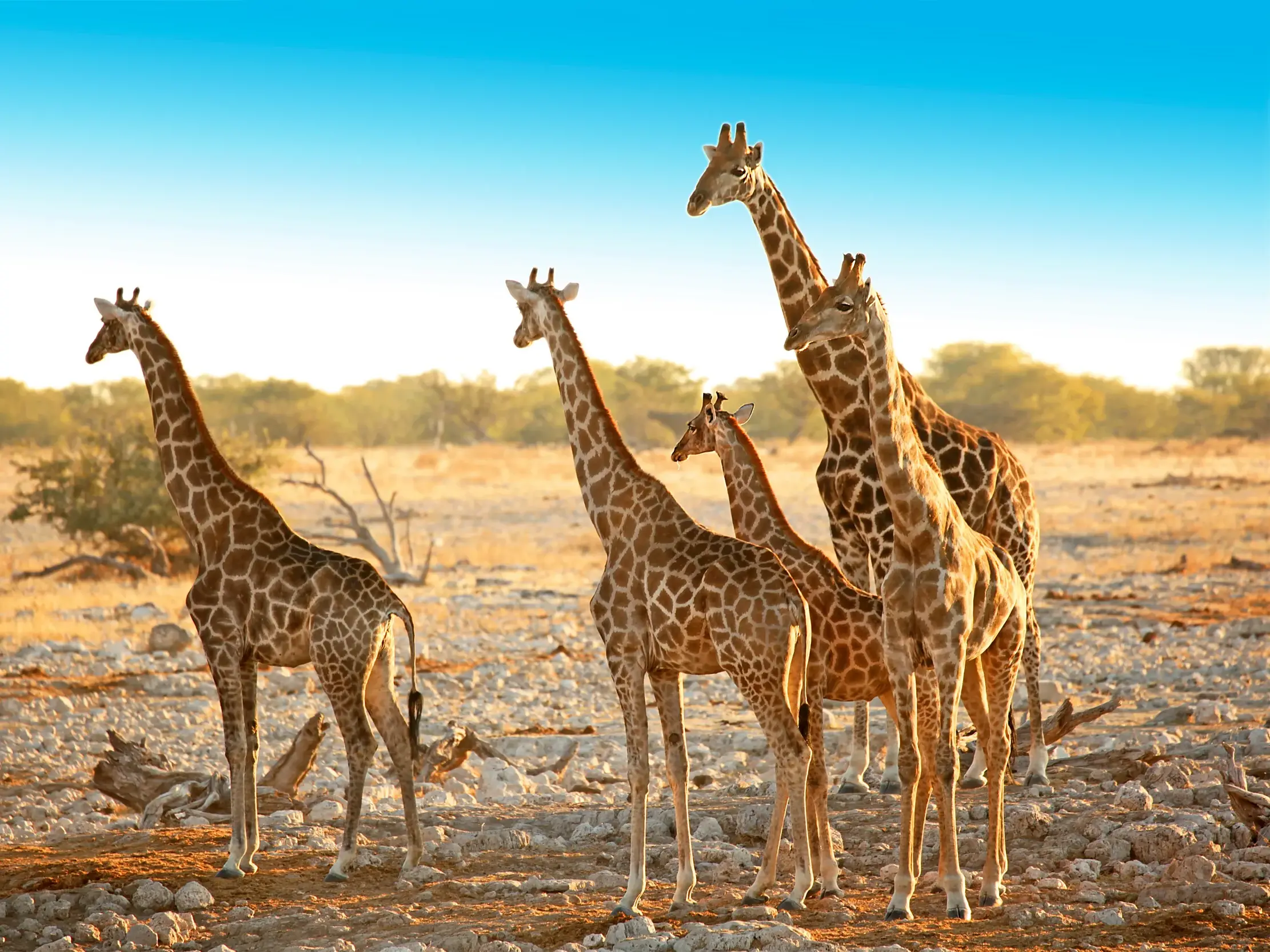 Eine elegante Giraffenfamilie in der Savanne des Etoscha-Nationalparks in Namibia bei Sonnenuntergang auf einer Rundreise.