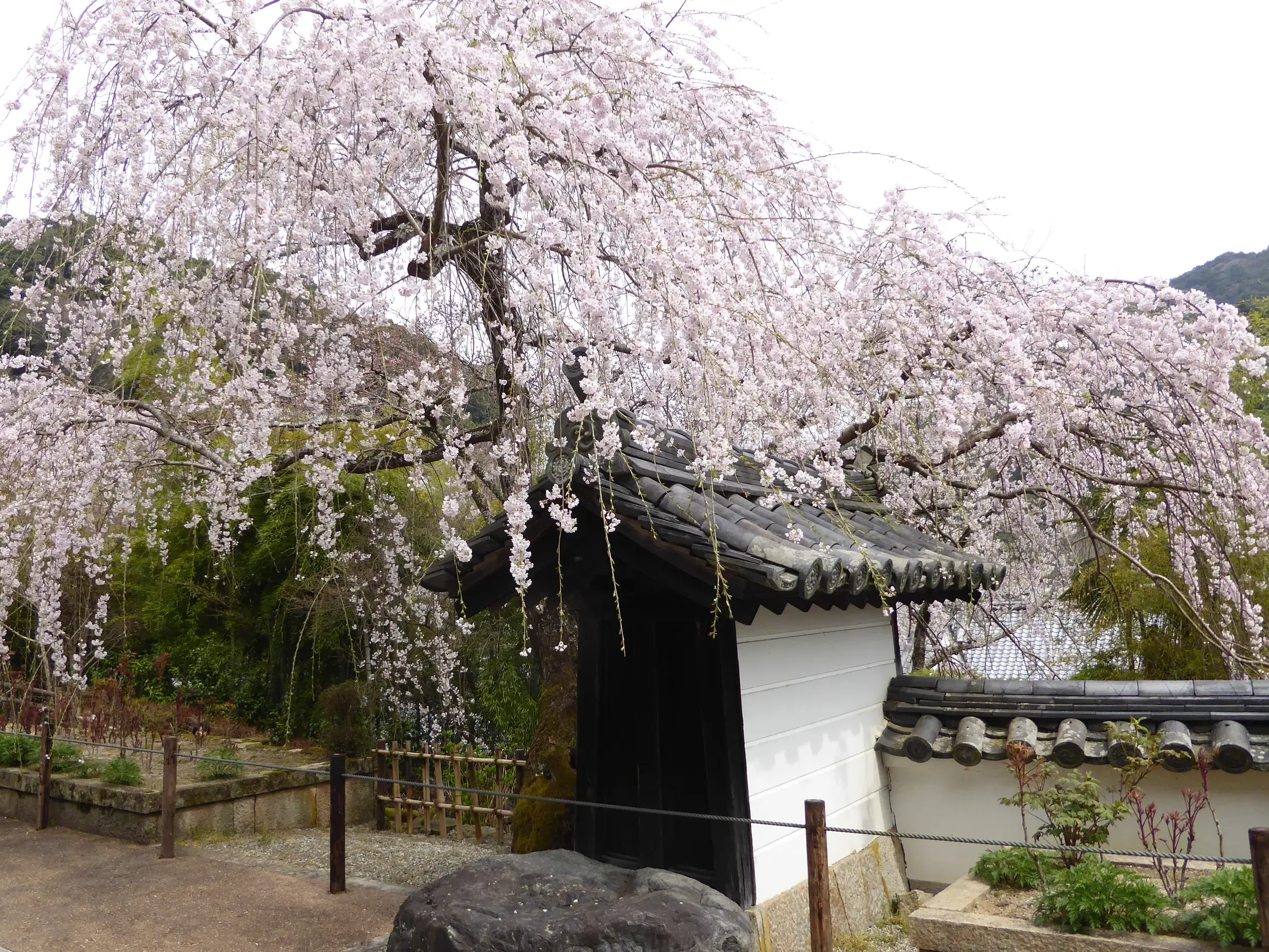 Ein prächtiger Hänge-Kirschbaum in voller Blüte überspannt ein traditionelles Tor in einem japanischen Tempelgarten.