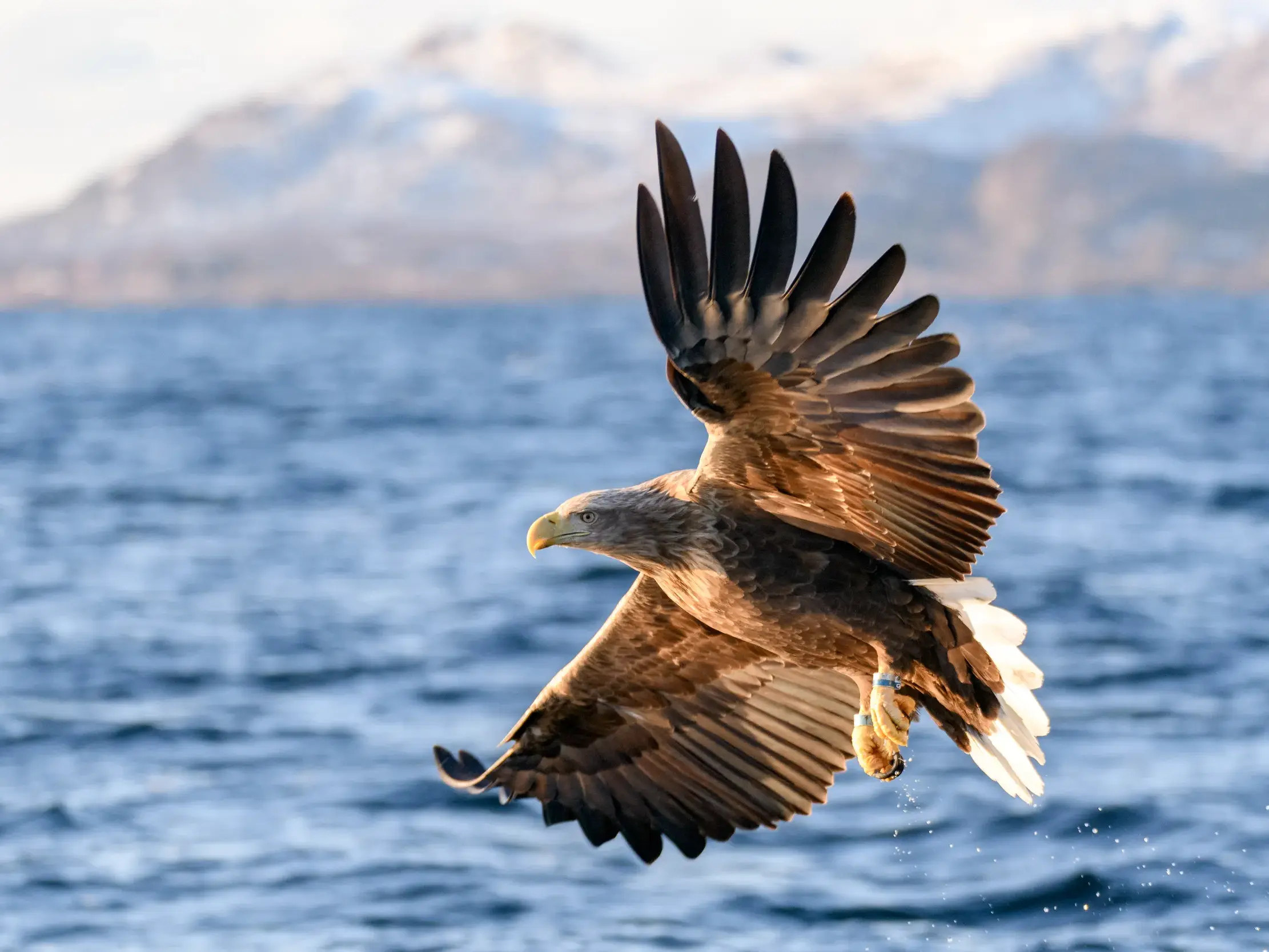 Majestätischer Seeadler im Flug über dem Trollfjord, ein Höhepunkt der Studienreise durch Nordnorwegen.