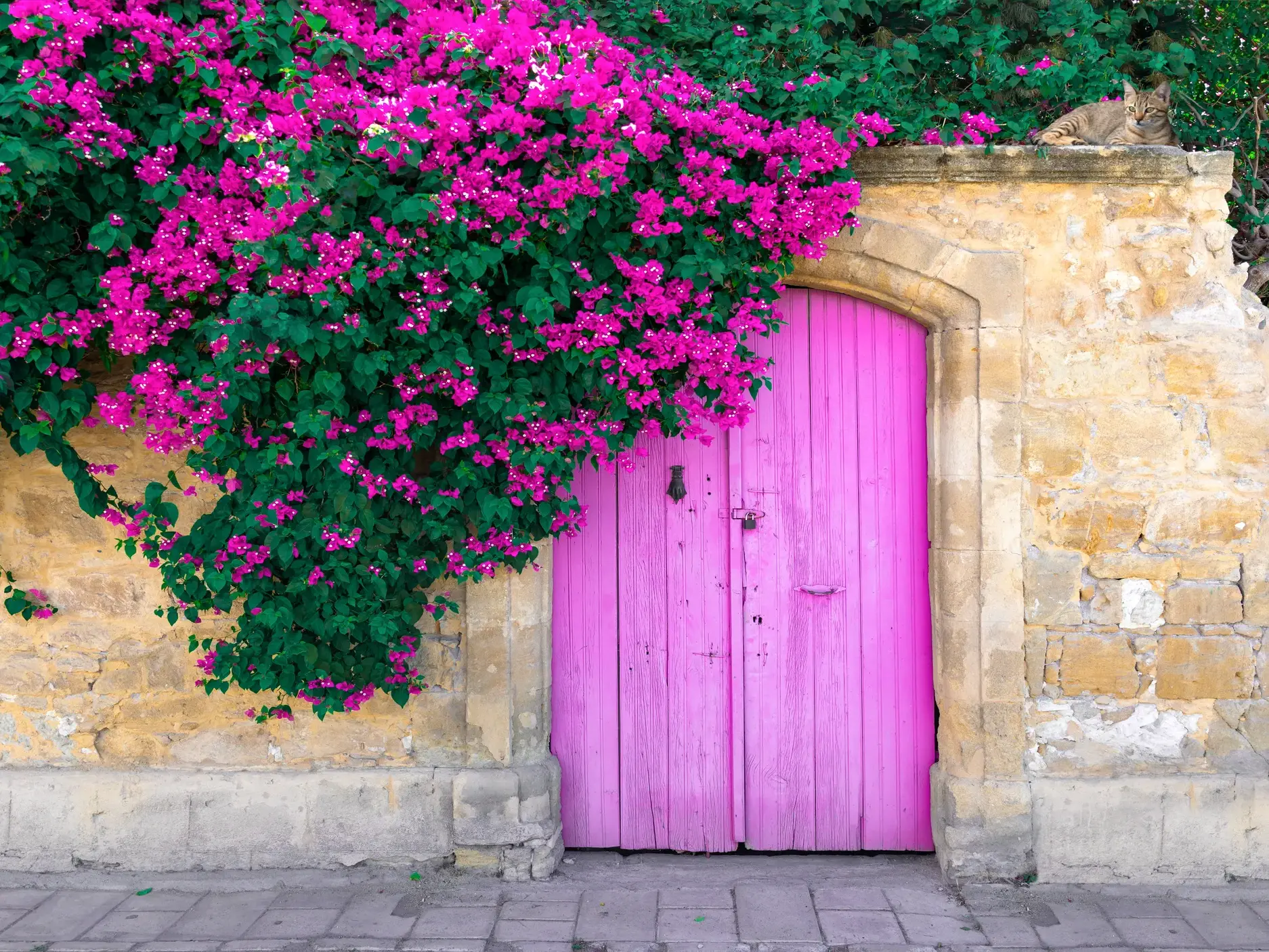 Pittoreske Gasse auf Zypern: Eine pinke Holztür in einer Steinmauer, üppig bewachsen mit Bougainvillea. Oben döst eine Katze.