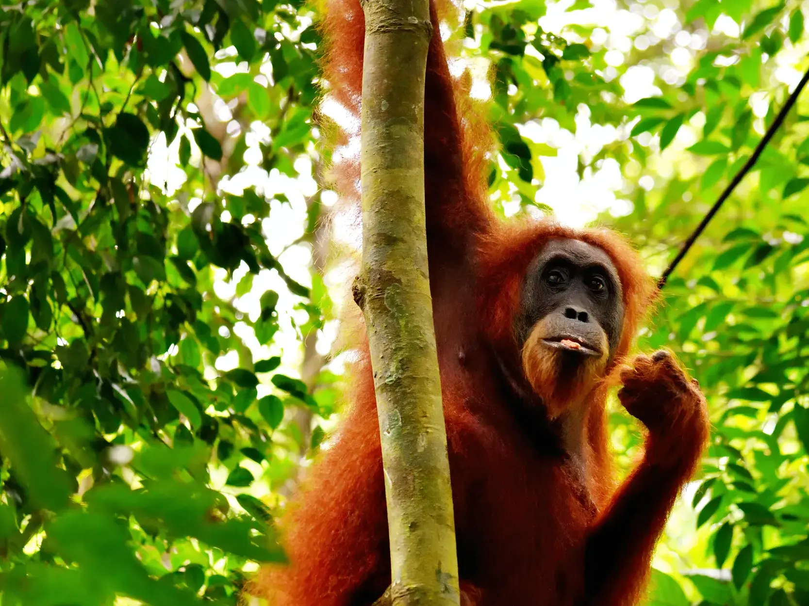 Nahaufnahme eines Orang-Utans, der an einem Baumstamm im dichten Regenwald von Sumatra hängt und neugierig schaut.