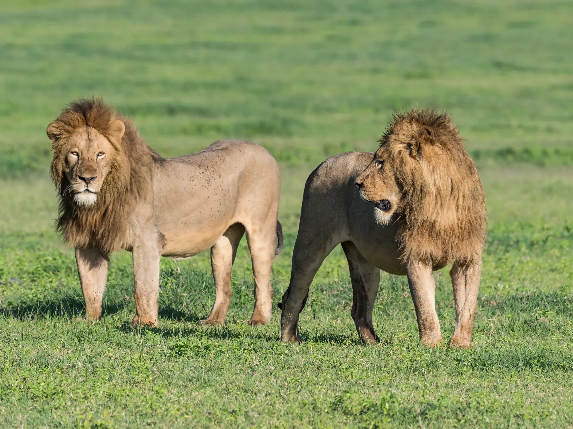 Zwei männliche Löwen mit prächtiger Mähne stehen aufmerksam in der grünen Savanne des Ngorongoro Kraters in Tansania.