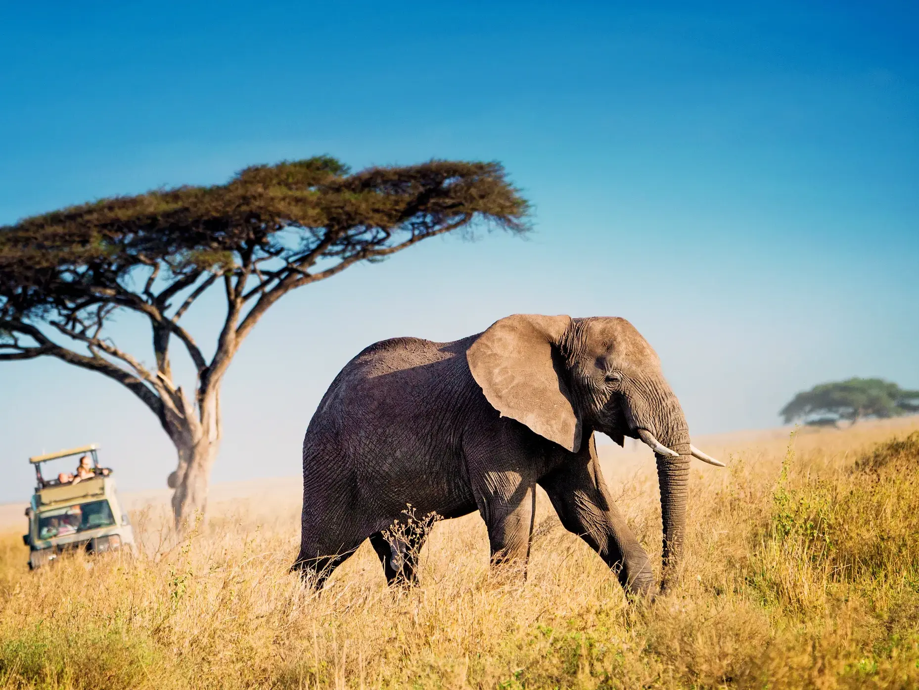 Ein Elefant läuft durch die sonnige Savanne im Tarangire-Nationalpark, während wir ihn in einer kleinen Gruppe vom Safari-Jeep aus beobachten.