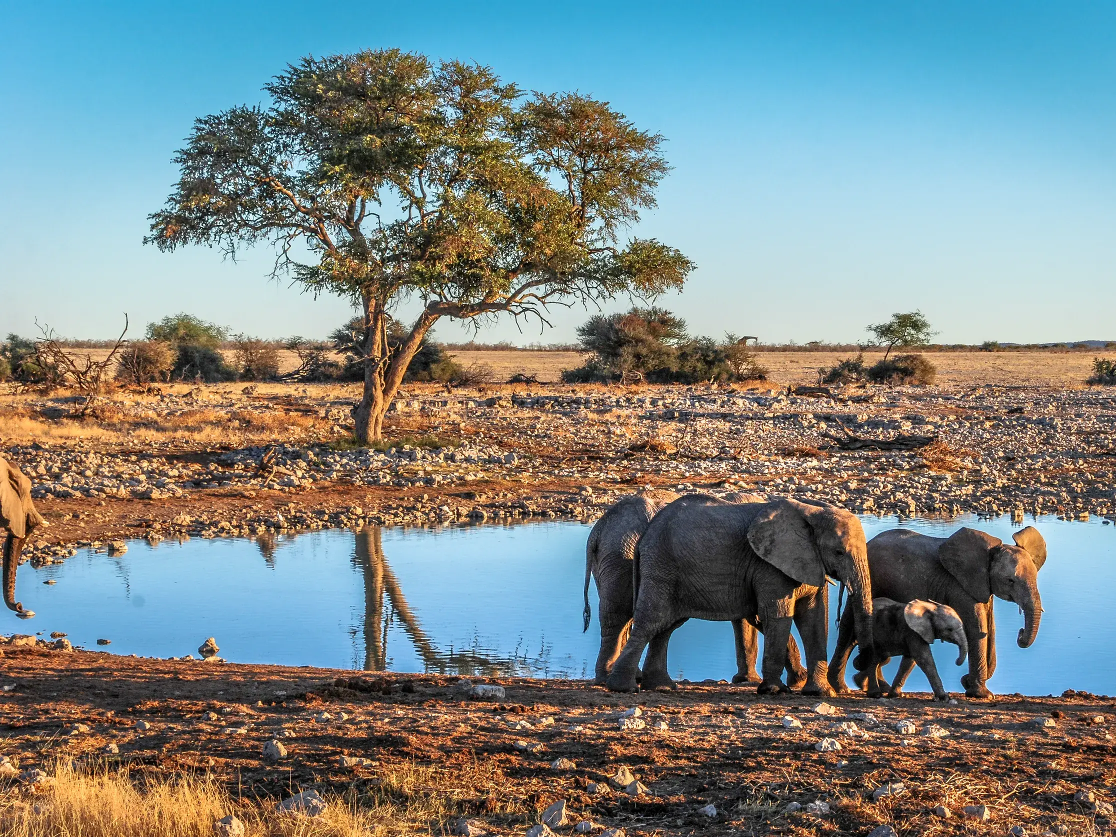 Eine Elefantenfamilie mit einem kleinen Kalb steht an einem Wasserloch in der Savanne des Etoscha-Nationalparks in Namibia.
