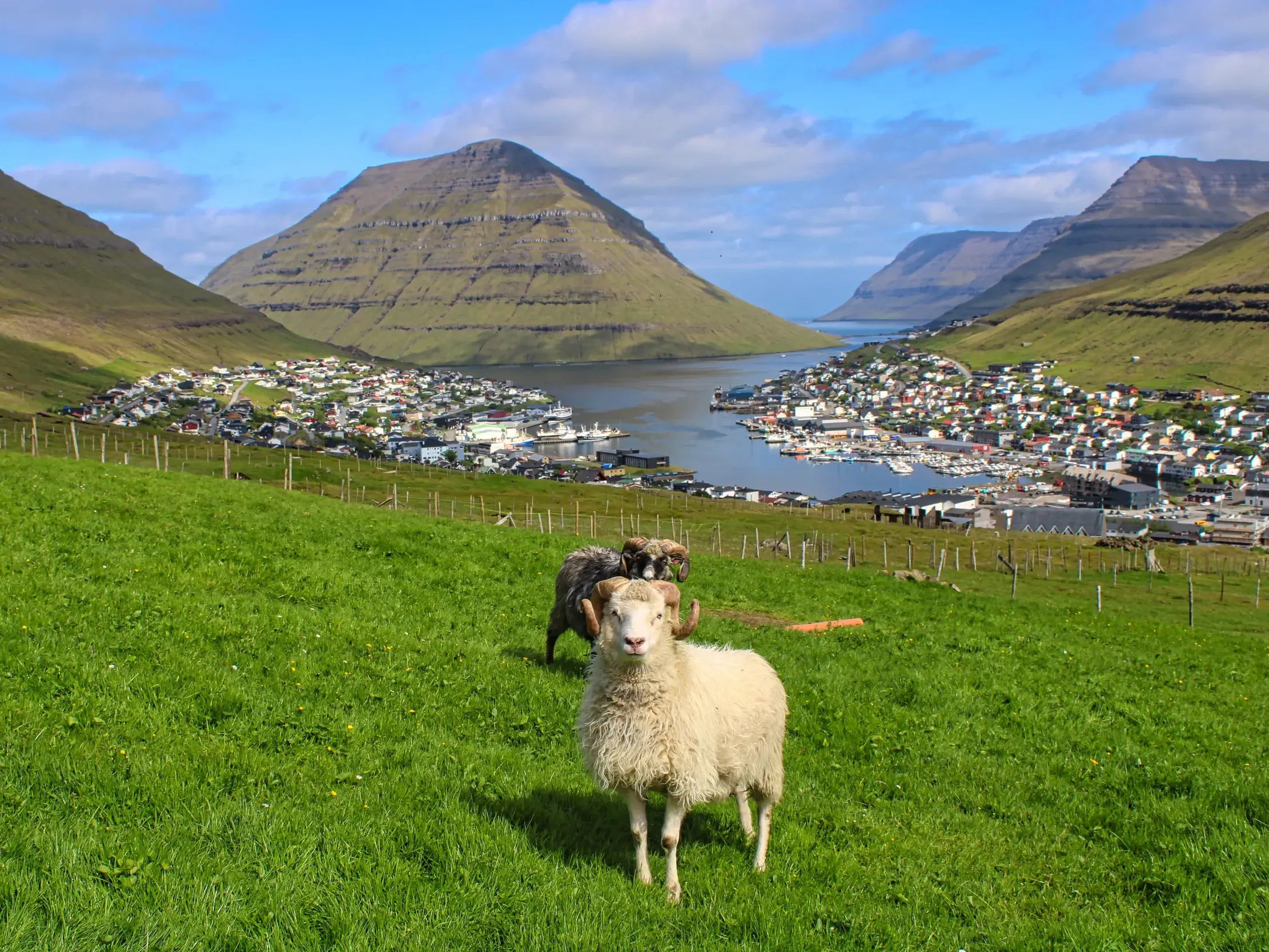 Ein Widder auf einer grünen Weide über Klaksvík auf den Färöer-Inseln, im Hintergrund der Fjord und schroffe Berge.