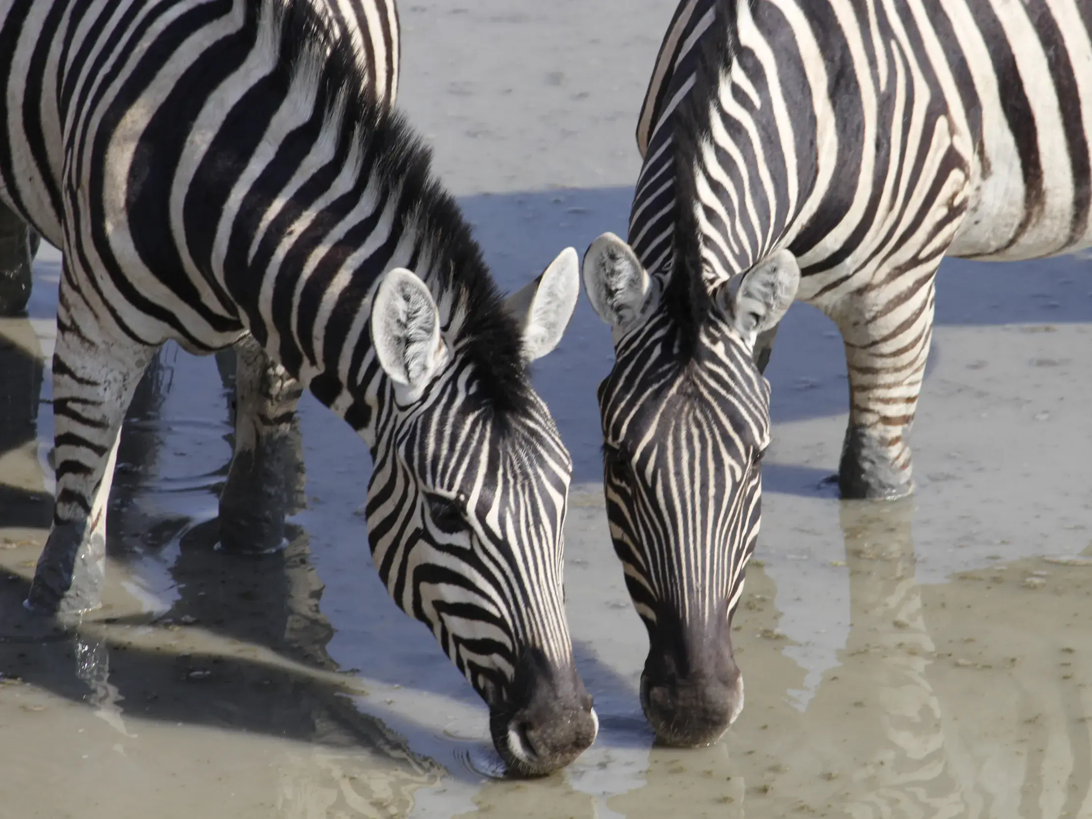 Zwei Steppenzebras stillen ihren Durst an einem Wasserloch während einer Safari im Etosha-Nationalpark in Namibia.