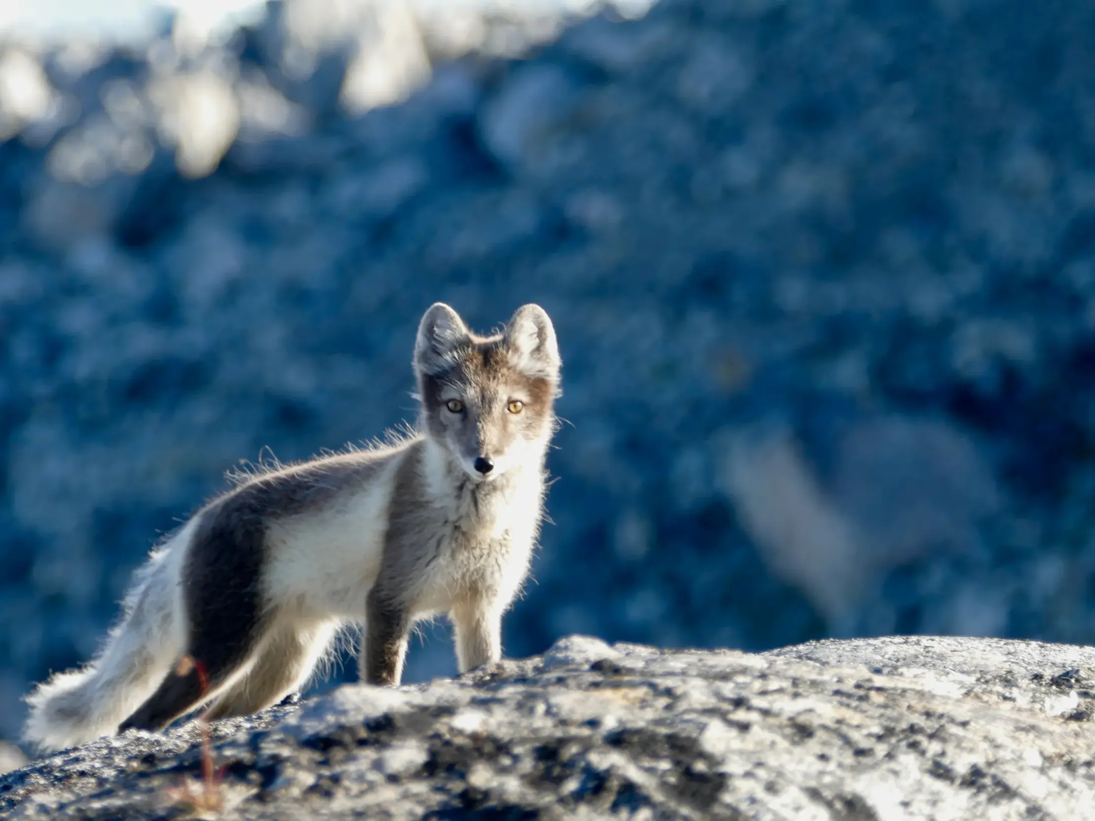 Ein neugieriger Polarfuchs in der kargen Felslandschaft Ostgrönlands, eine typische Tierbegegnung auf einer Trekking-Reise.