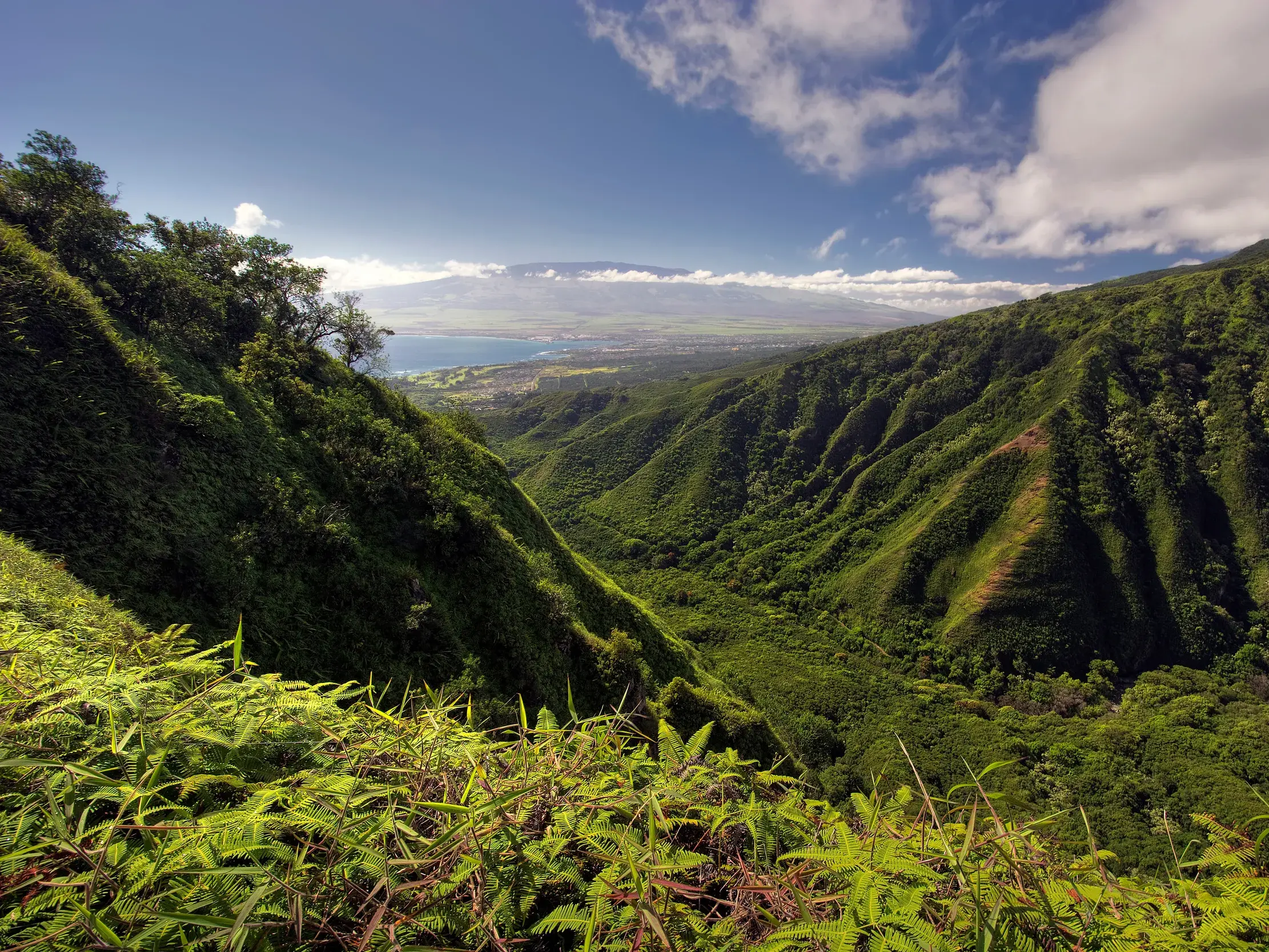 Üppige Farne im Vordergrund einer Wanderung auf dem Waihe'e Ridge Trail mit Weitblick über ein tiefes, grünes Tal auf Maui.