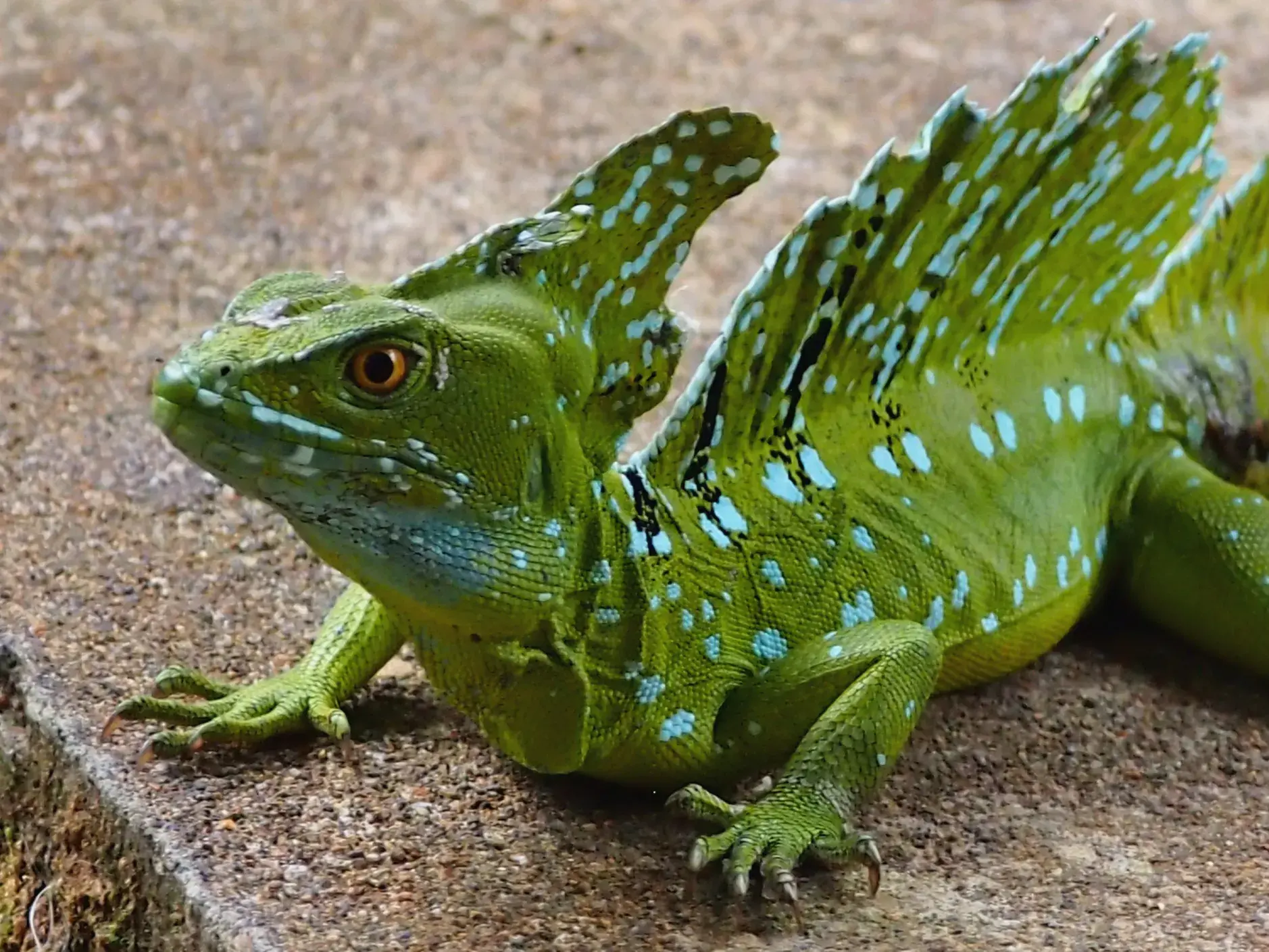 Leuchtend grüner Helmbasilisk mit prächtigem Kamm, entdeckt bei einer Tierbeobachtung auf einer Wanderreise in Costa Rica.