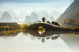 Einheimischer führt Wasserbüffel über eine Steinbrücke, im Hintergrund die neblige Karstlandschaft am Li-Fluss in China.