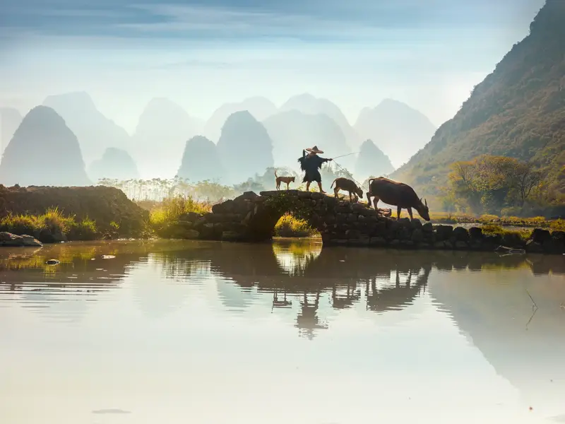 Einheimischer führt Wasserbüffel über eine Steinbrücke, im Hintergrund die neblige Karstlandschaft am Li-Fluss in China.
