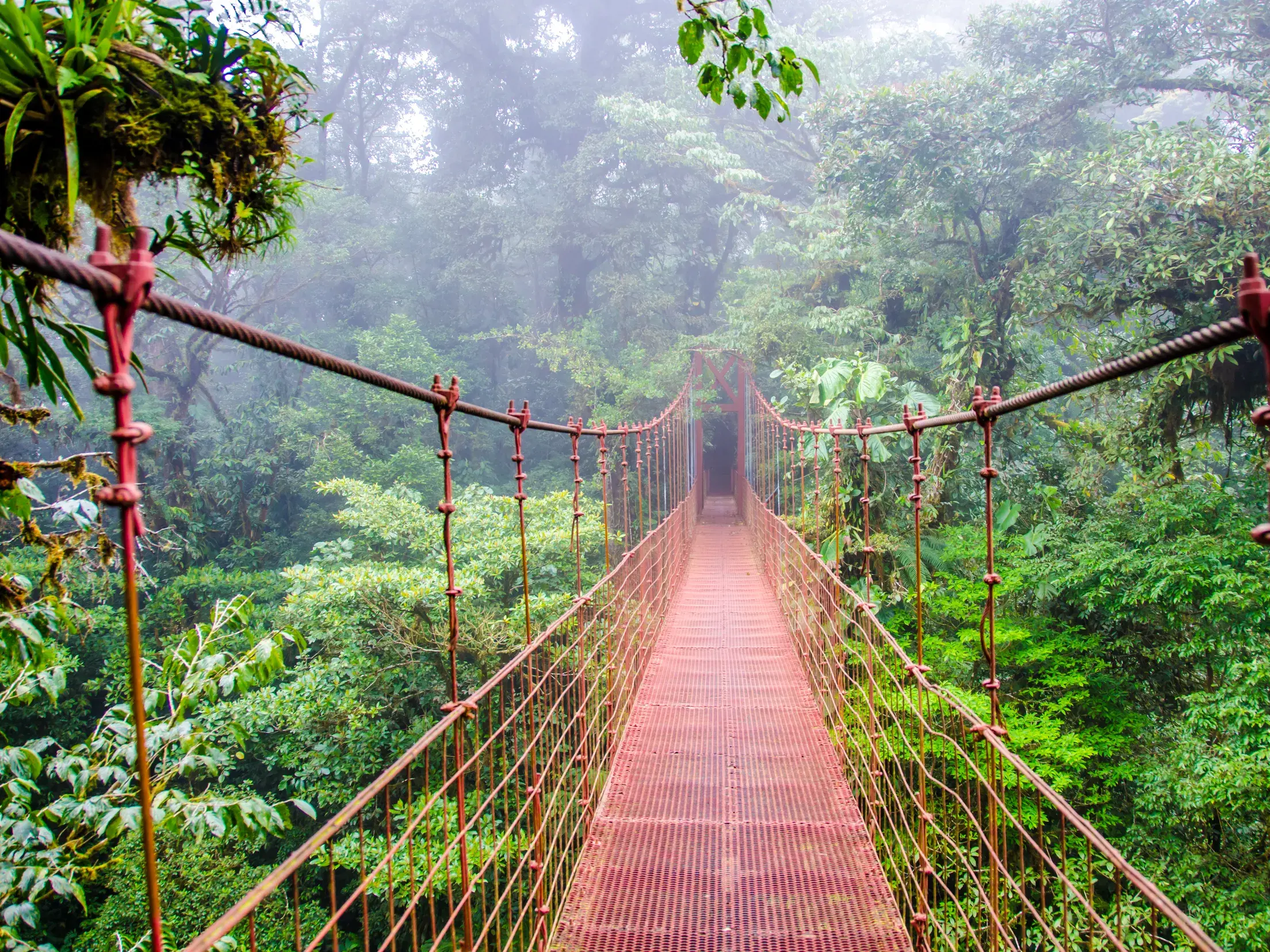 Wanderung über eine lange, rote Hängebrücke, die tief in den mystischen und üppig grünen Nebelwald von Monteverde in Costa Rica führt.