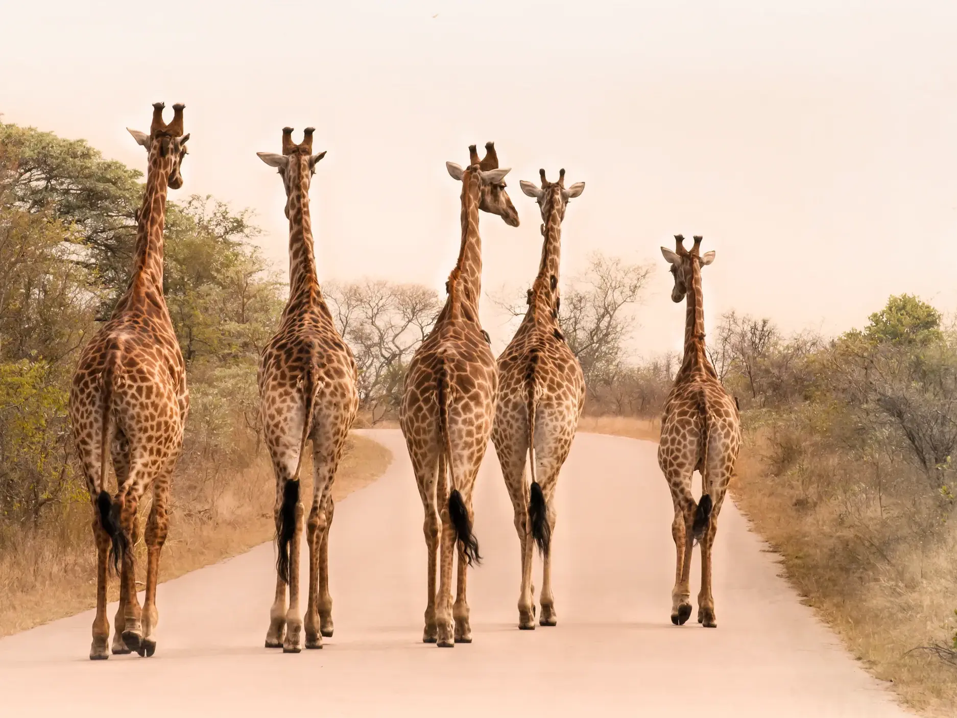 Ein Anblick, den Studiosus Reisegäste hoffentlich genießen werden: Fünf Giraffen spazieren auf einer Straße durch die Savanne des Krüger-Nationalparks in Südafrika.