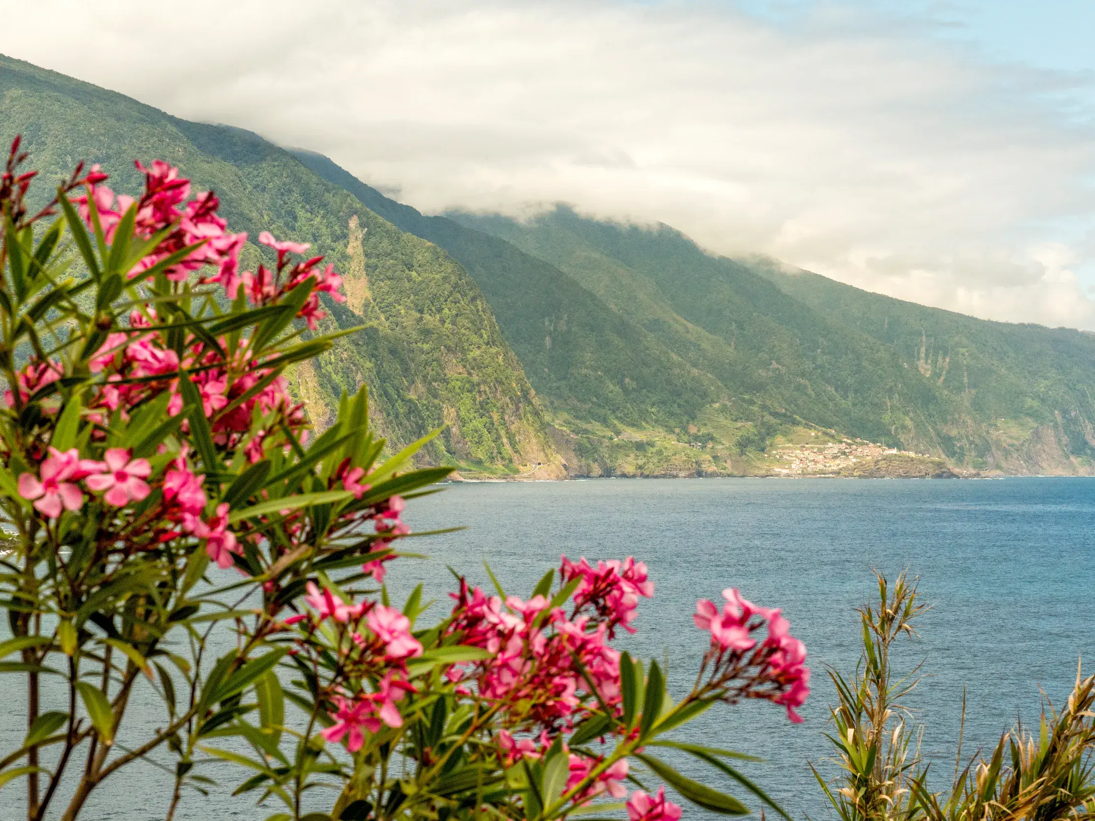 Üppig blühender rosa Oleander rahmt den Blick auf die nebelverhangene, grüne Steilküste von Madeira am blauen Atlantik.