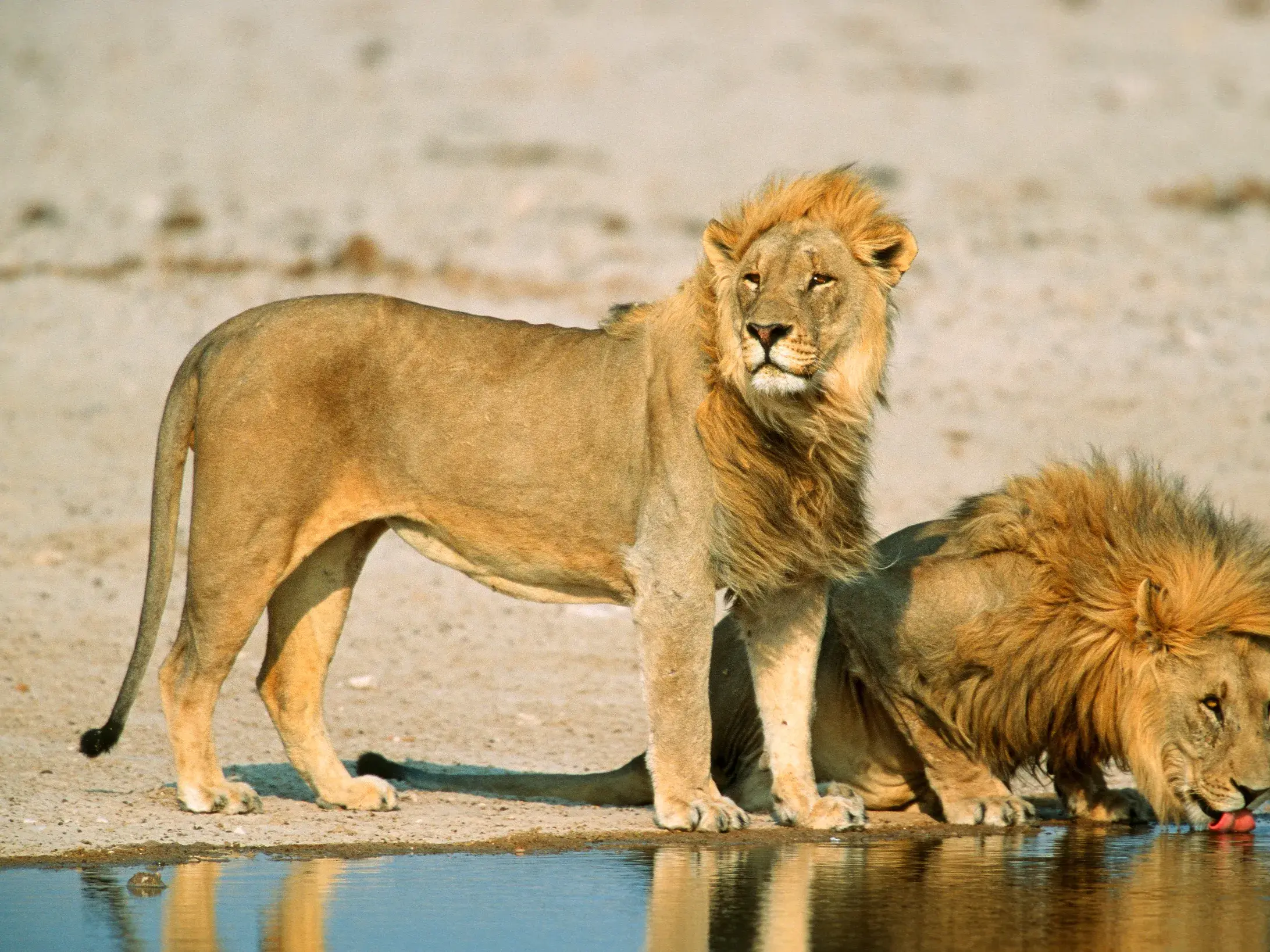 Zwei stattliche männliche Löwen an einem Wasserloch im Etoscha-Nationalpark in Namibia, einer trinkt, der andere hält Wache.