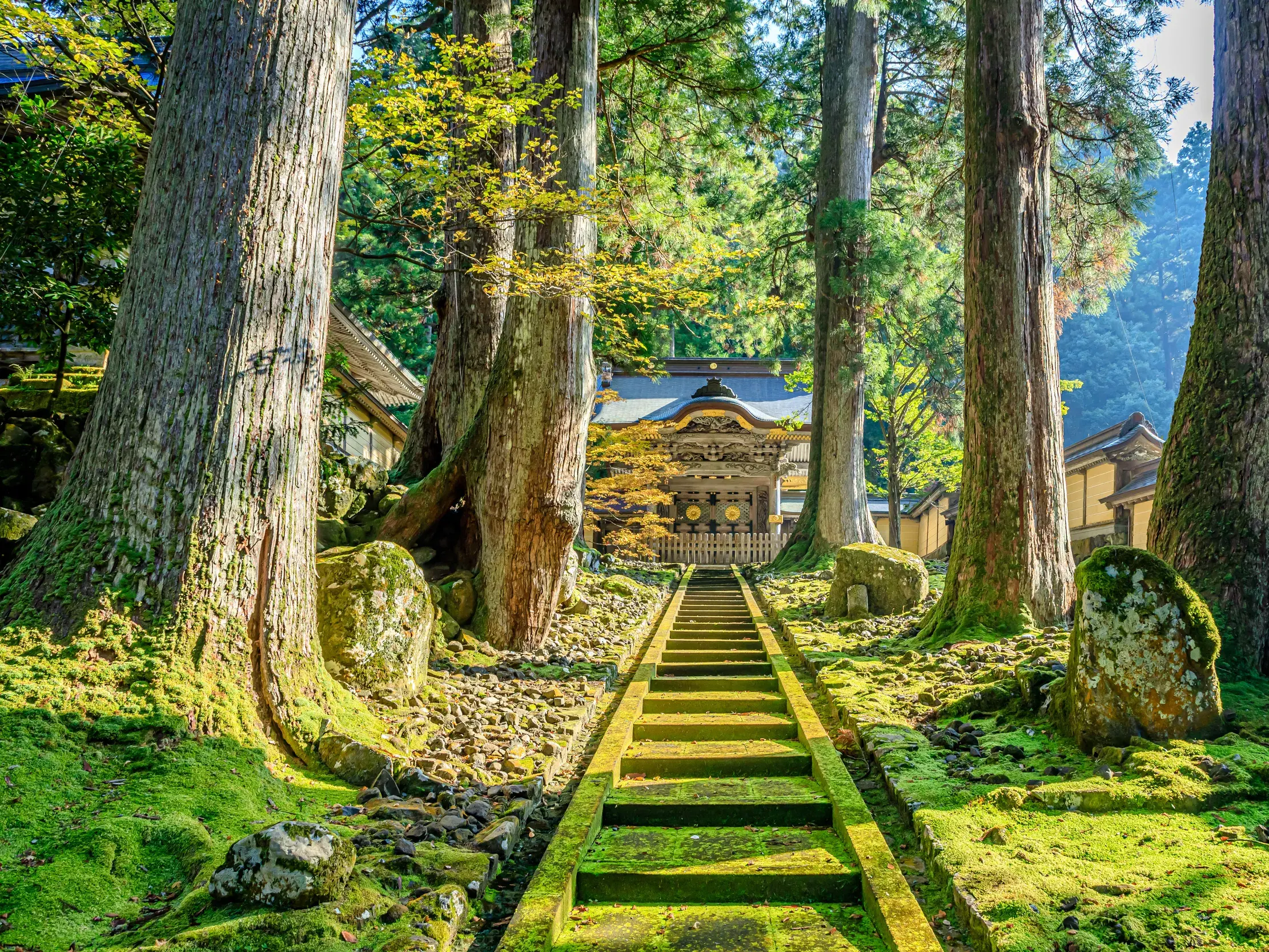 Moosbewachsene Steintreppe, gesäumt von hohen Zedern, führt zum mystischen Zen-Kloster Eiheiji in Japan.