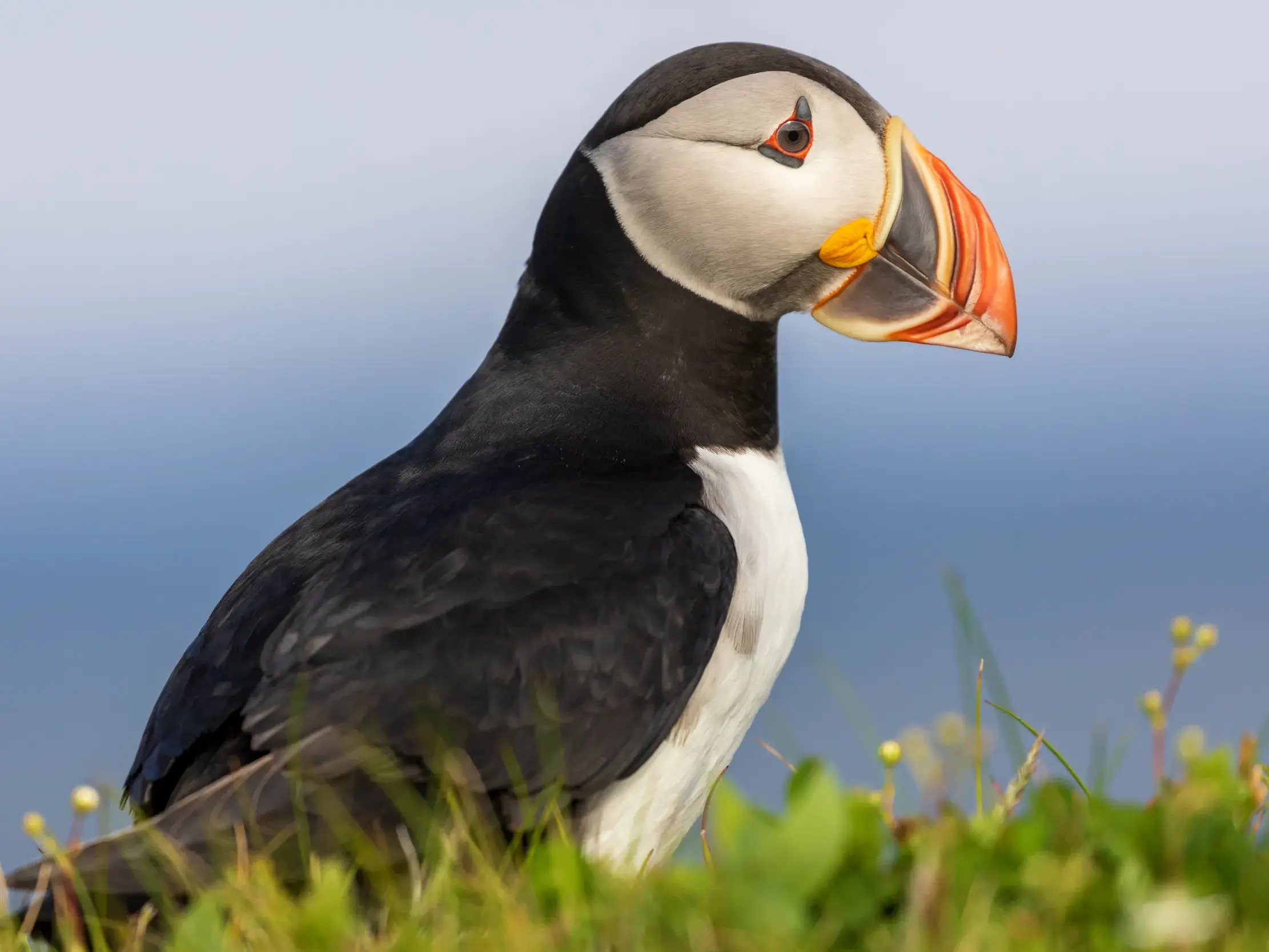 Ein Papageientaucher mit schwarz-weißem Gefieder und leuchtend buntem Schnabel steht im Gras an Neufundlands Küste.