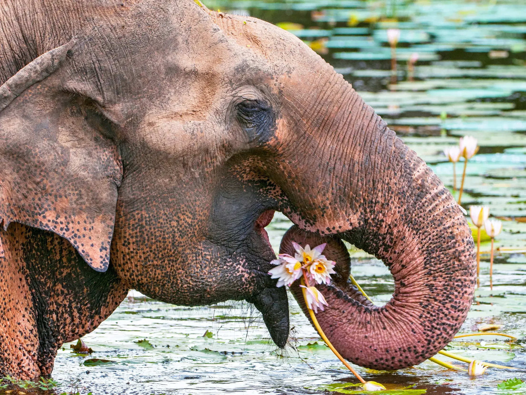 Nahaufnahme eines Elefanten, der im Gal-Oya-Nationalpark in Sri Lanka Seerosenblüten aus dem Wasser frisst.