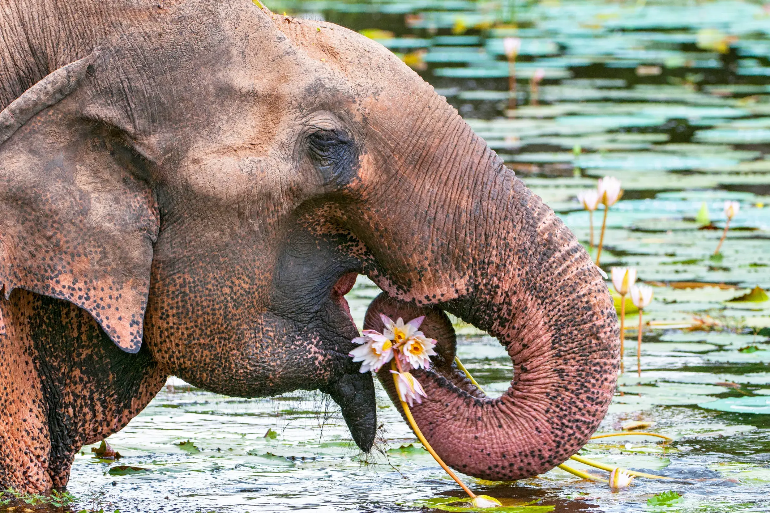 Nahaufnahme eines Elefanten, der im Gal-Oya-Nationalpark in Sri Lanka Seerosenblüten aus dem Wasser frisst.