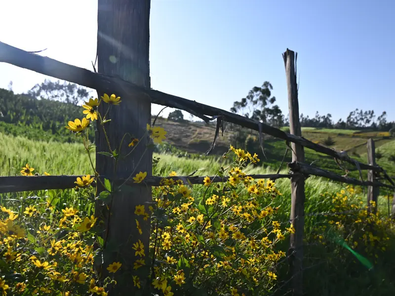 Gelbe Wildblumen ranken an einem Holzzaun in der sonnigen, grünen Hügellandschaft während des Trekkings in der Gurage-Region Äthiopiens.