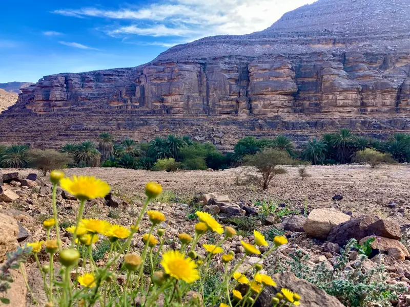 Wanderung durch eine Oase in der Sahara: Gelbe Blumen vor Palmen und einer Felswand im Tassili n'Ajjer in Algerien.