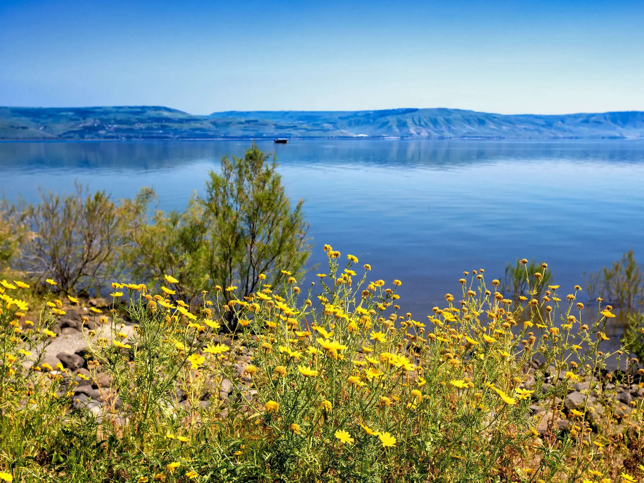Gelbe Wildblumen blühen am steinigen Ufer des Sees Genezareth mit Blick auf die Golanhöhen unter strahlend blauem Himmel.