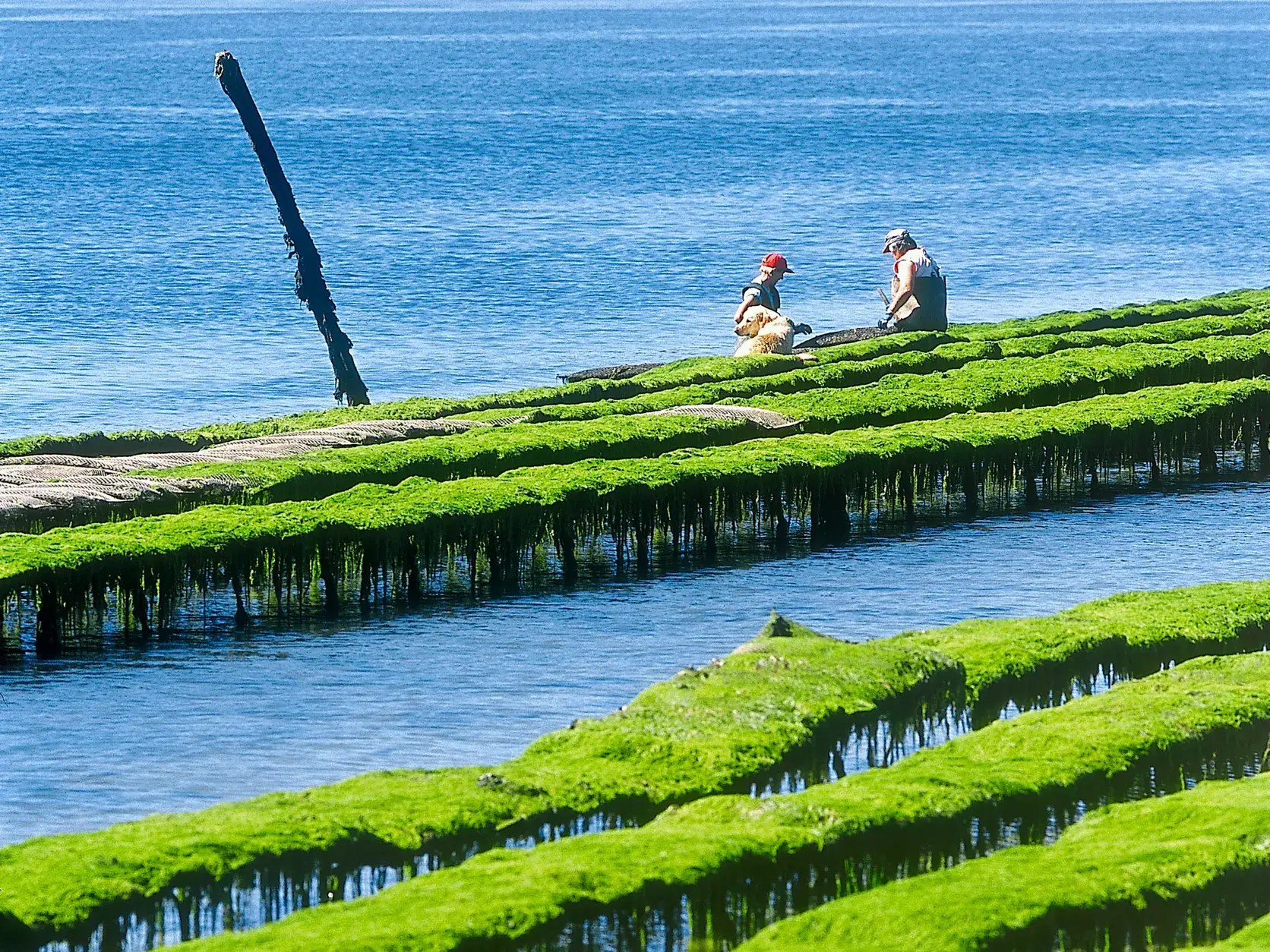 Zwei Personen und ein Hund bei der Ernte auf einer Algenfarm an der Nordküste der Bretagne mit leuchtend grünen Algenbänken.