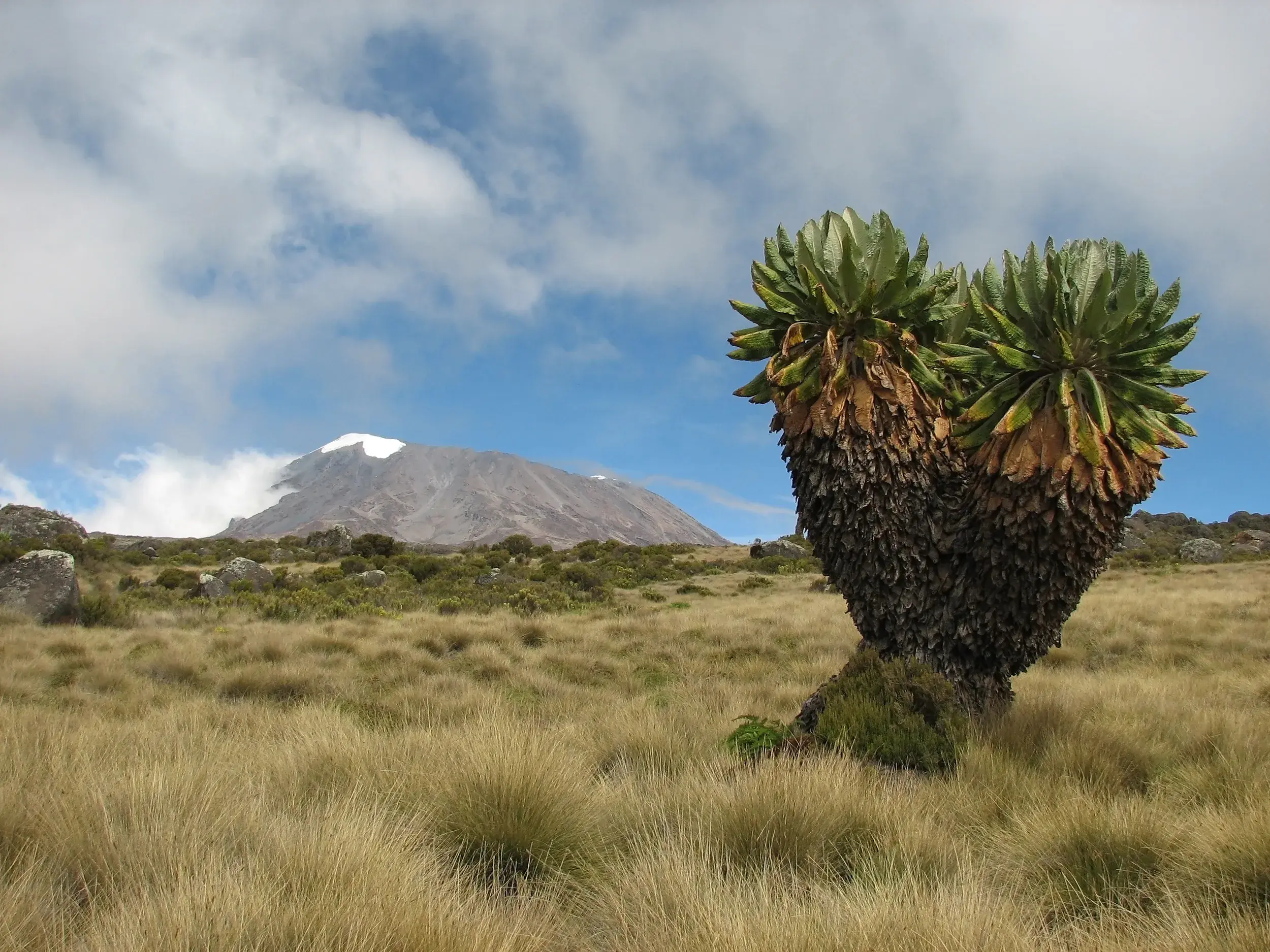 Eine markante Riesensenecie in der weiten Hochmoorlandschaft des Kilimanjaro mit Blick auf den schneebedeckten Gipfel.