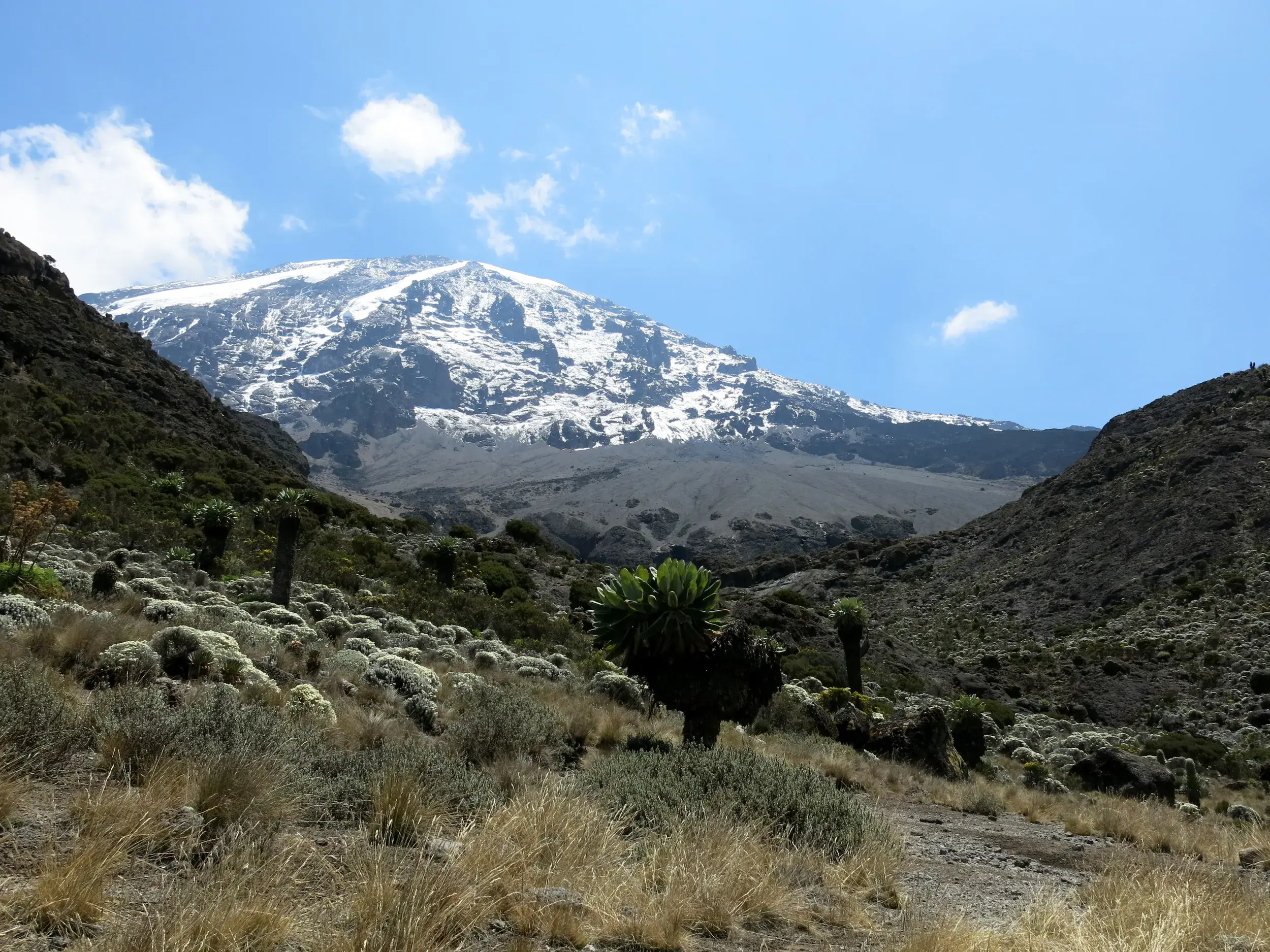 Ein steiniger Pfad führt durch eine Landschaft mit Riesensenecien zum schneebedeckten Gipfel des Kilimanjaro in Tansania.