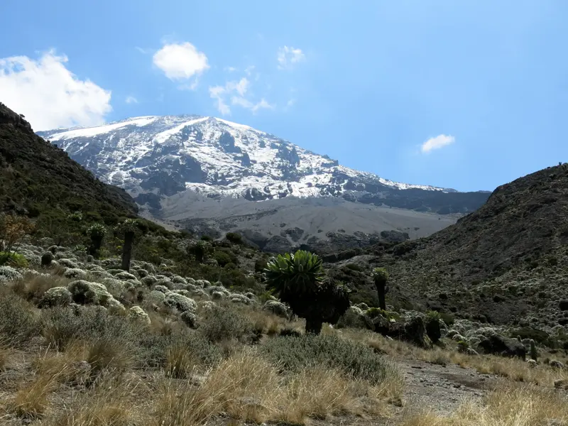 Ein steiniger Pfad führt durch eine Landschaft mit Riesensenecien zum schneebedeckten Gipfel des Kilimanjaro in Tansania.