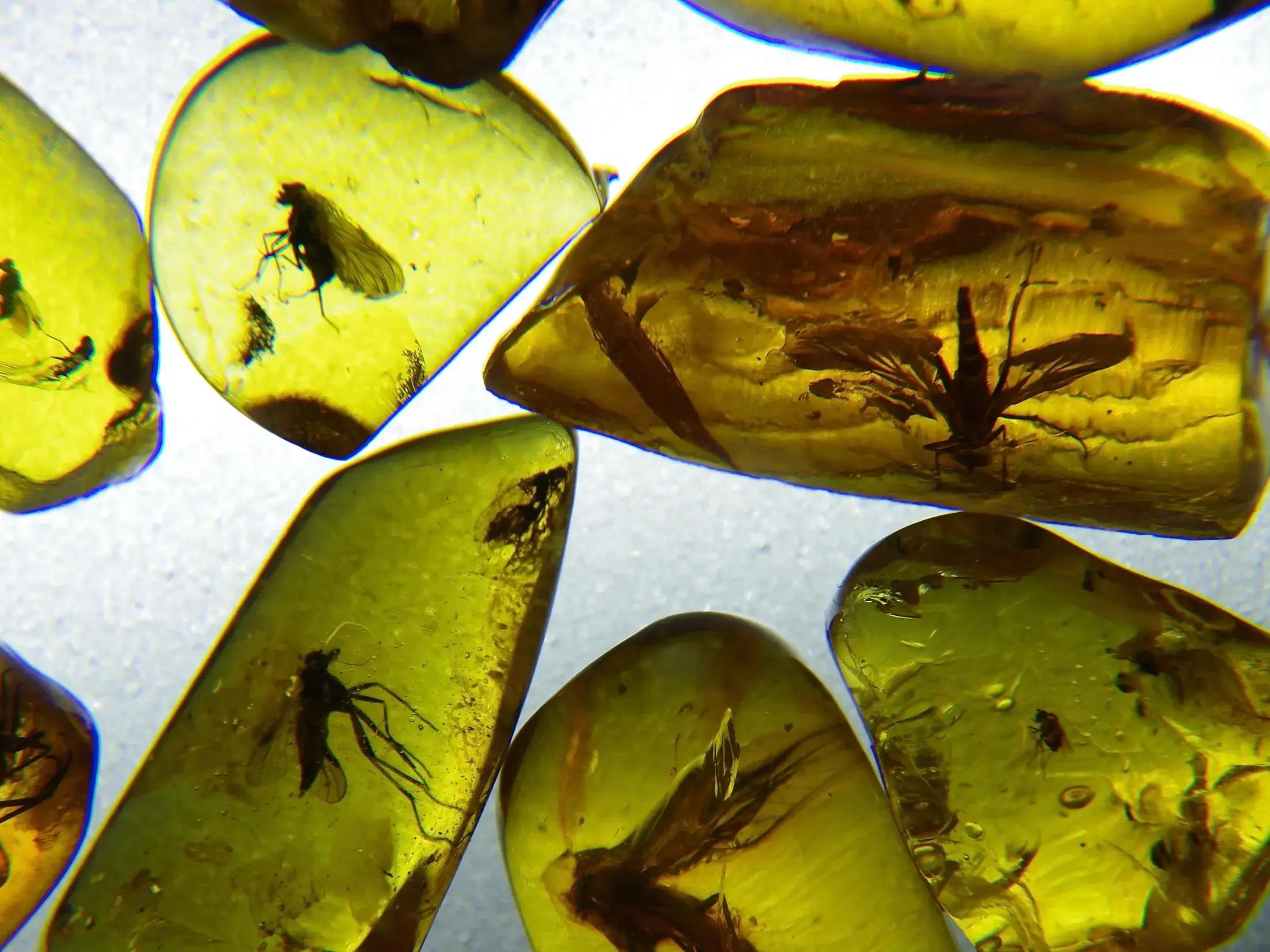 Nahaufnahme von polierten Bernsteinen mit prähistorischen Insekten als Exponate im Bernsteinmuseum auf der Kurischen Nehrung.