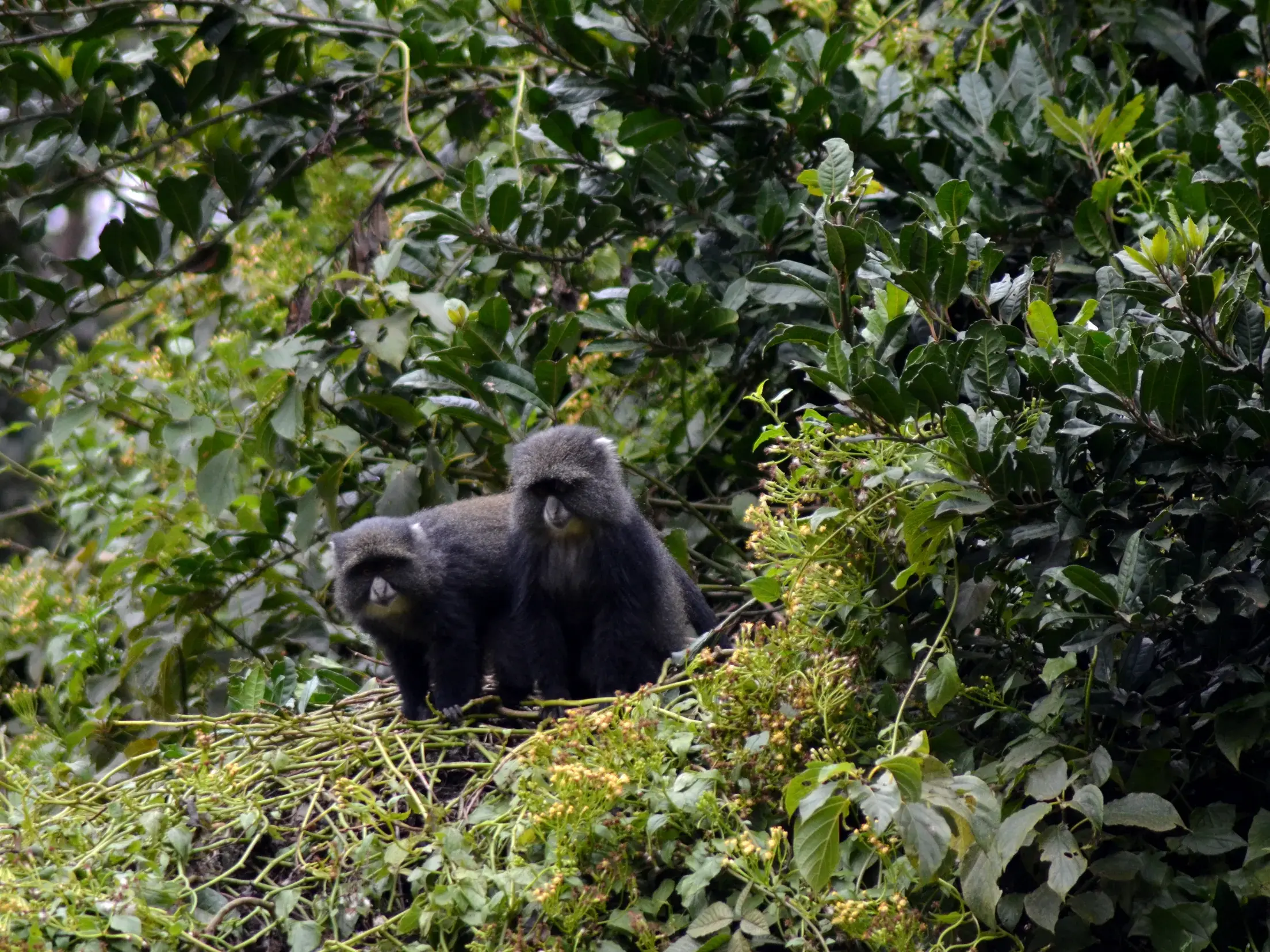 Zwei Diademmeerkatzen im dichten Regenwald des Kilimanjaro, eine typische Tierbeobachtung während der Trekking-Reise.