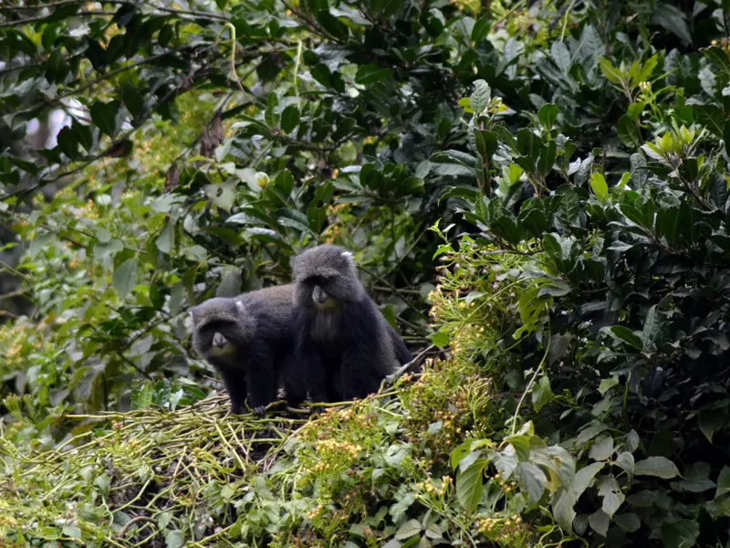 Zwei Diademmeerkatzen im dichten Regenwald des Kilimanjaro, eine typische Tierbeobachtung während der Trekking-Reise.
