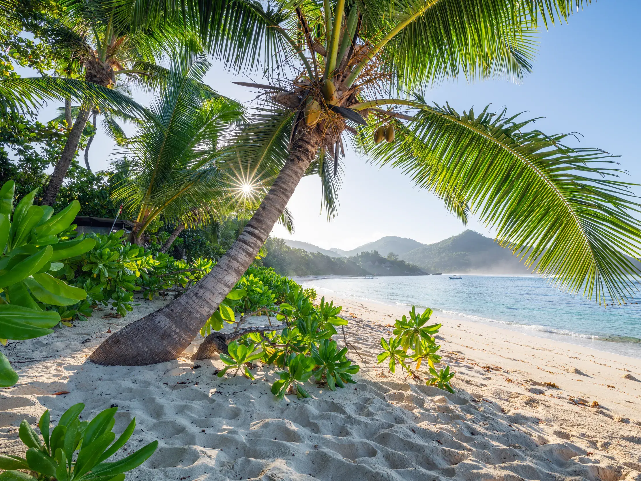 Eine Kokospalme an einem weißen Sandstrand in der Südsee, die Sonne scheint durch die Wedel auf das türkisfarbene Meer.