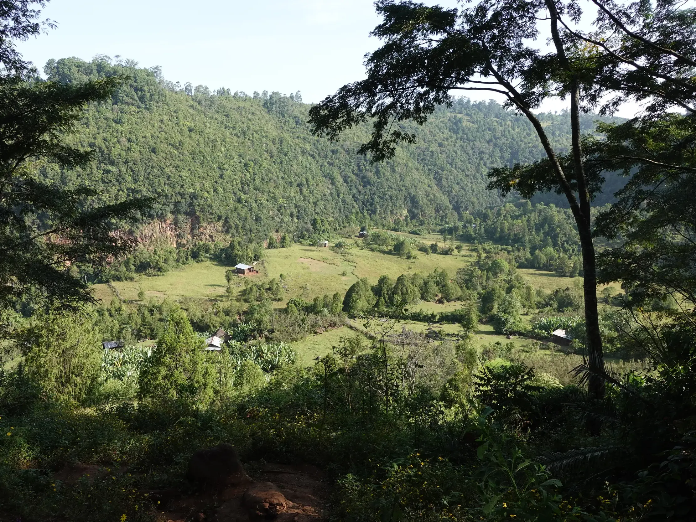 Sonniger Ausblick beim Trekking auf ein grünes Tal mit traditionellen Godjo-Häusern im Gurage-Gebiet in Süd-Äthiopien.