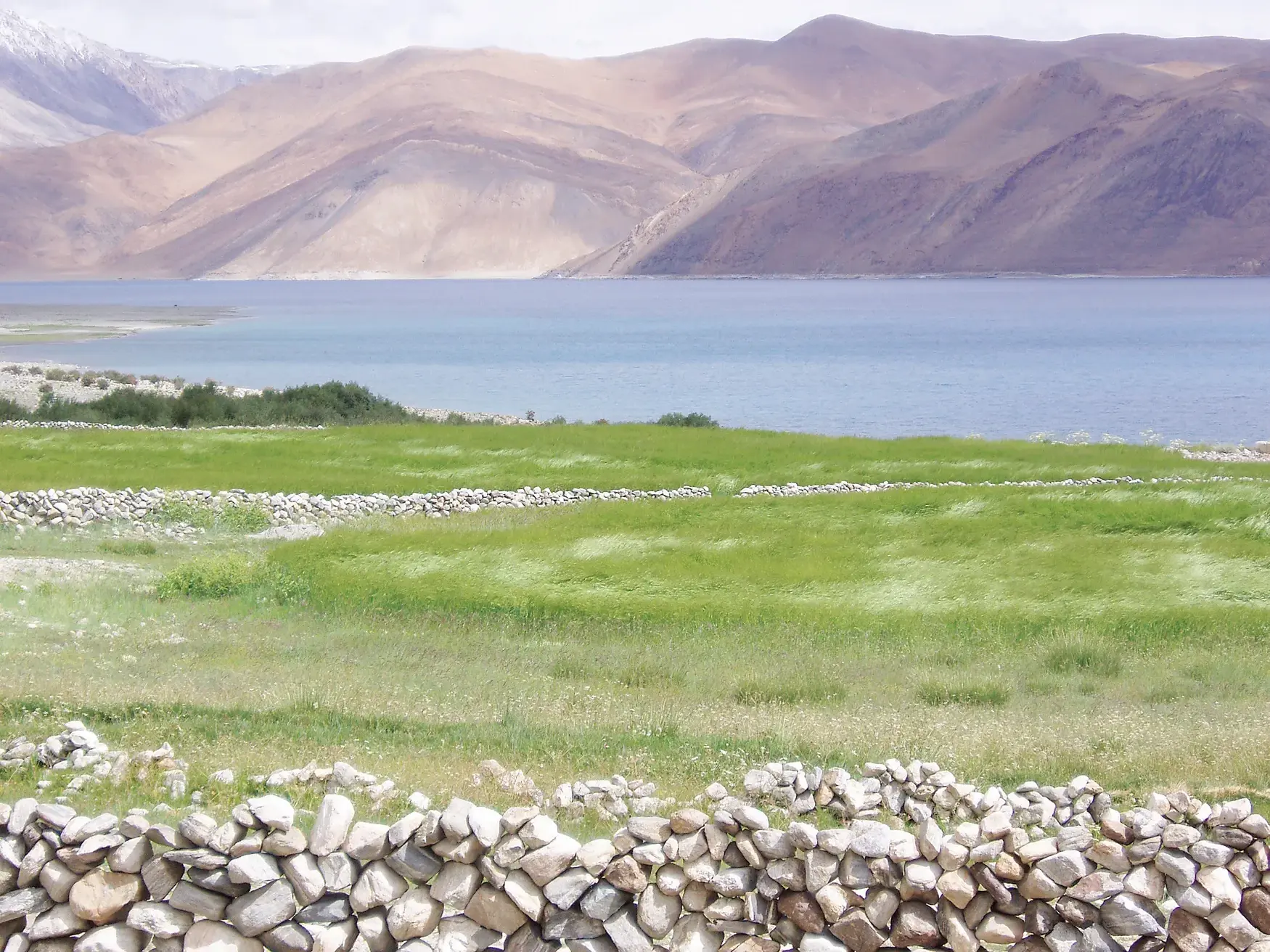 Trekking-Landschaft in Ladakh: Weite, grüne Felder mit Steinmauern am Ufer des Pangong-Sees vor kargen, hohen Bergen.