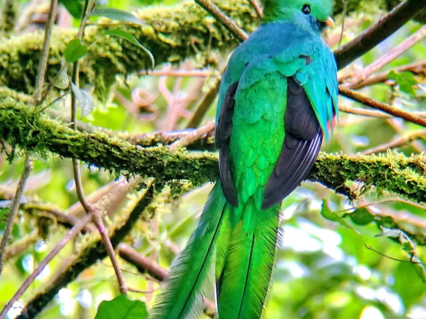 Der Göttervogel Quetzal mit leuchtend grünem Gefieder sitzt auf einem moosigen Ast im Nebelwald Costa Ricas.