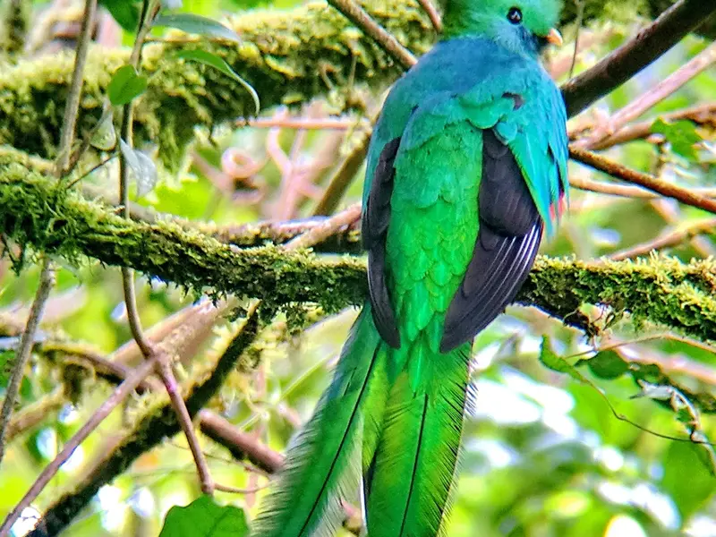 Der Göttervogel Quetzal mit leuchtend grünem Gefieder sitzt auf einem moosigen Ast im Nebelwald Costa Ricas.