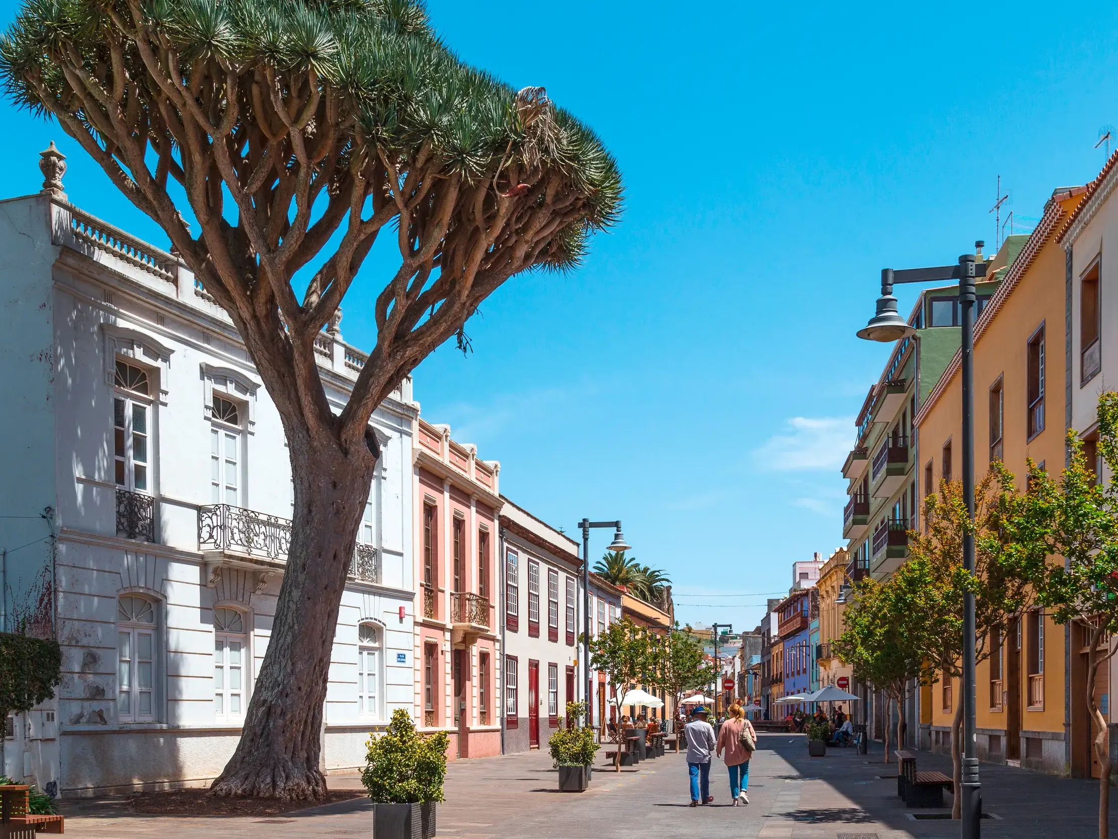 Großer Drachenbaum an einer von bunten Kolonialbauten gesäumten Straße in San Cristóbal de La Laguna auf Teneriffa.