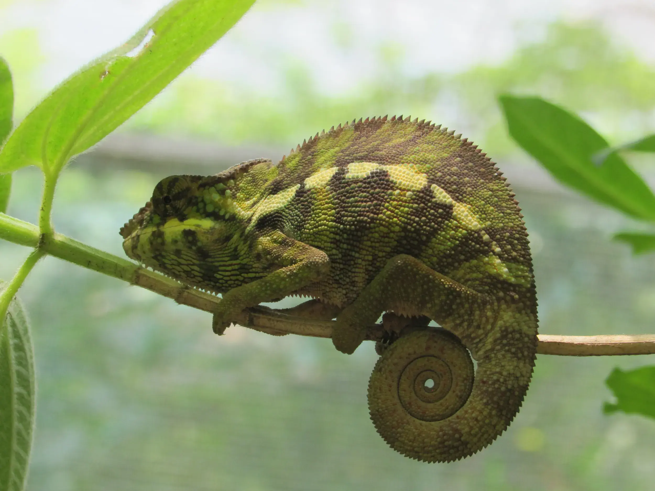 Nahaufnahme eines farbenprächtigen Chamäleons mit spiralförmigem Schwanz auf einem Ast im Regenwald von Madagaskar.